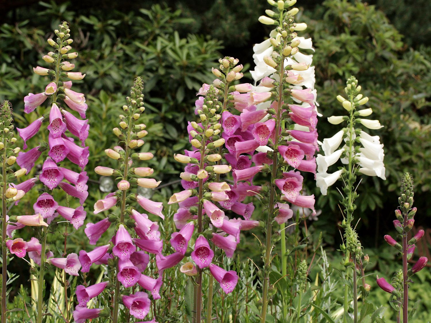 digitalis purpurea foxy