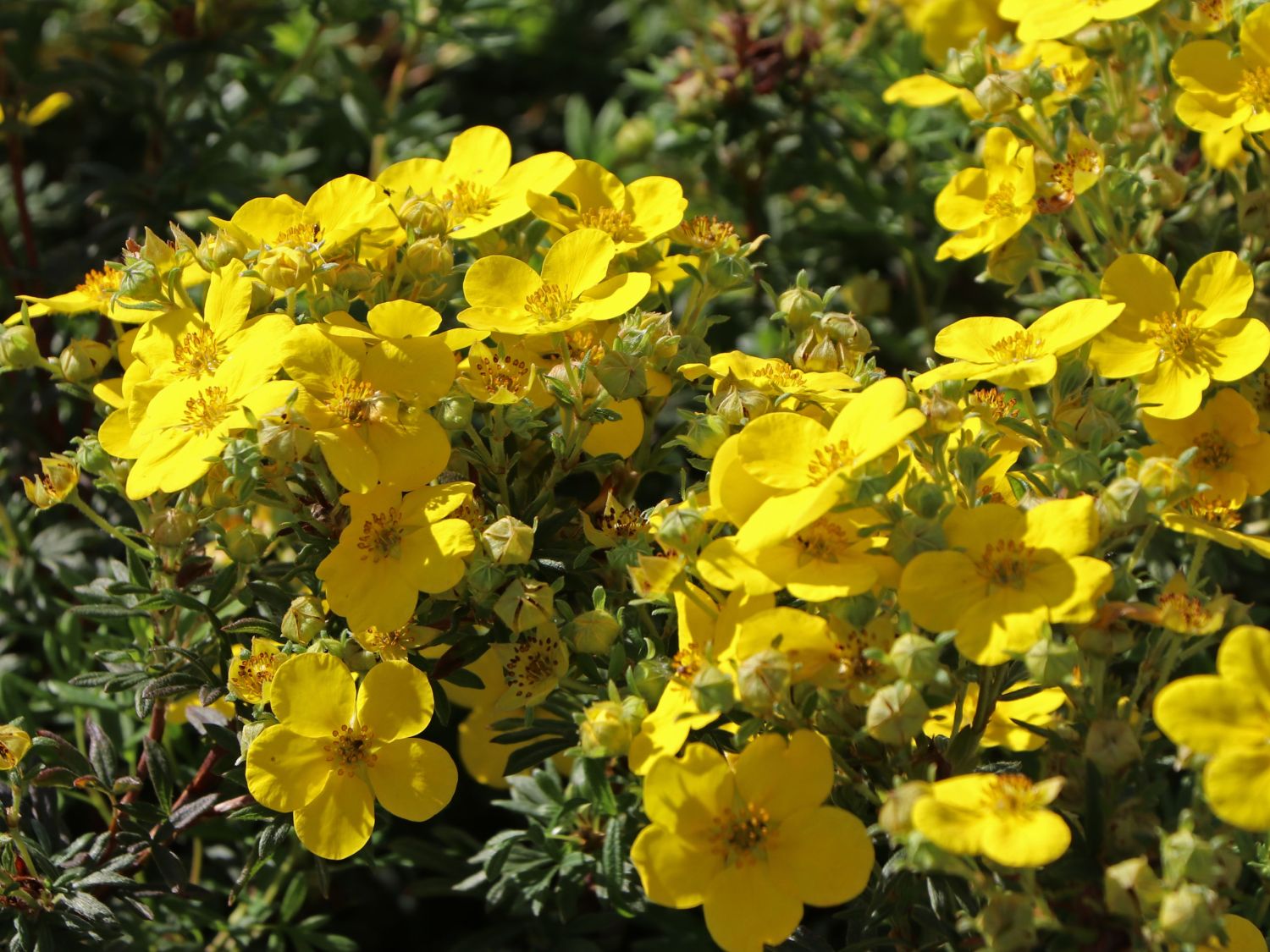 Fingerstrauch / Potentilla - Potentilla fruticosa - Baumschule Horstmann