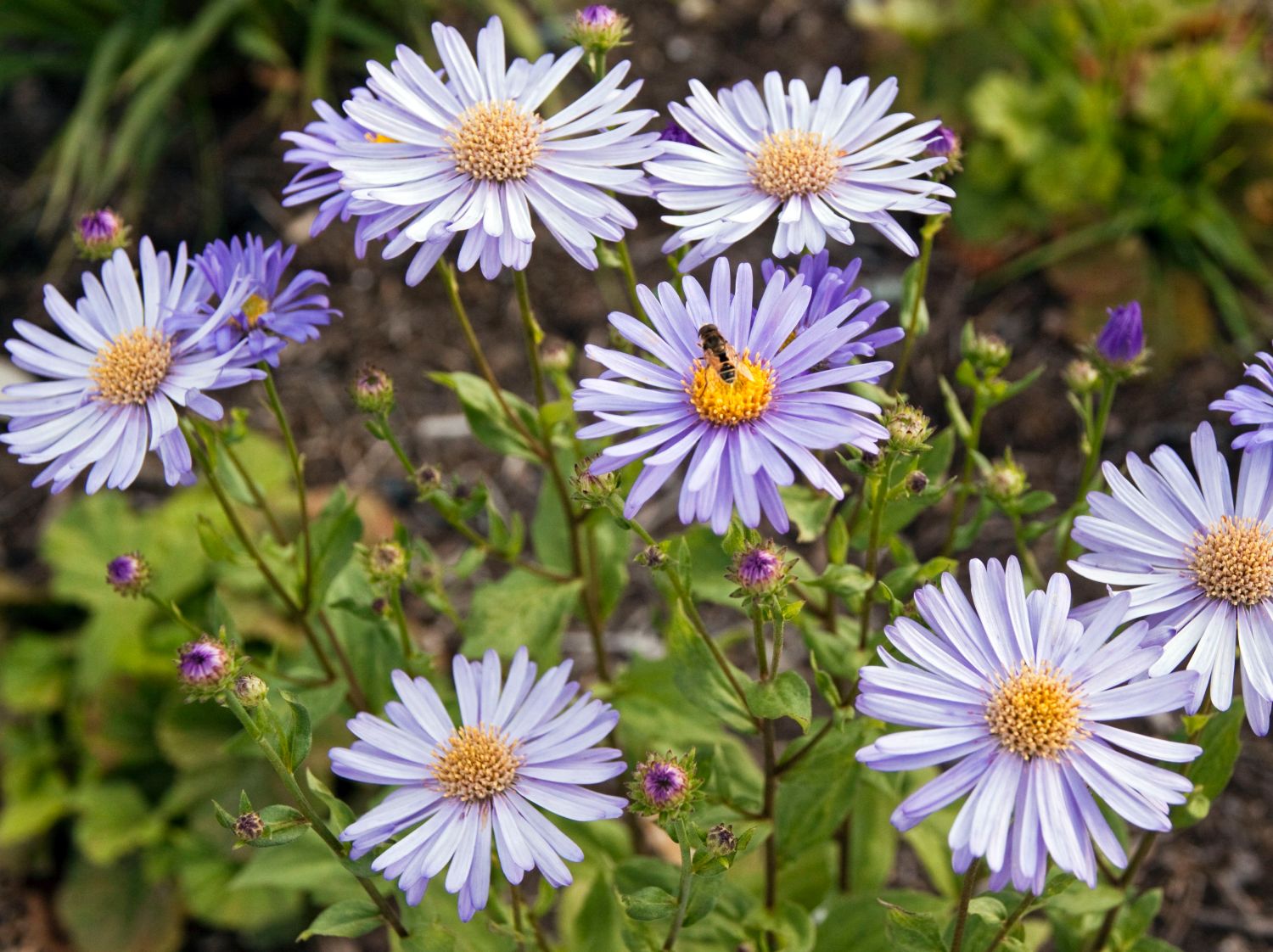 Aster wunder von stäfa Aster wunder von stäfa