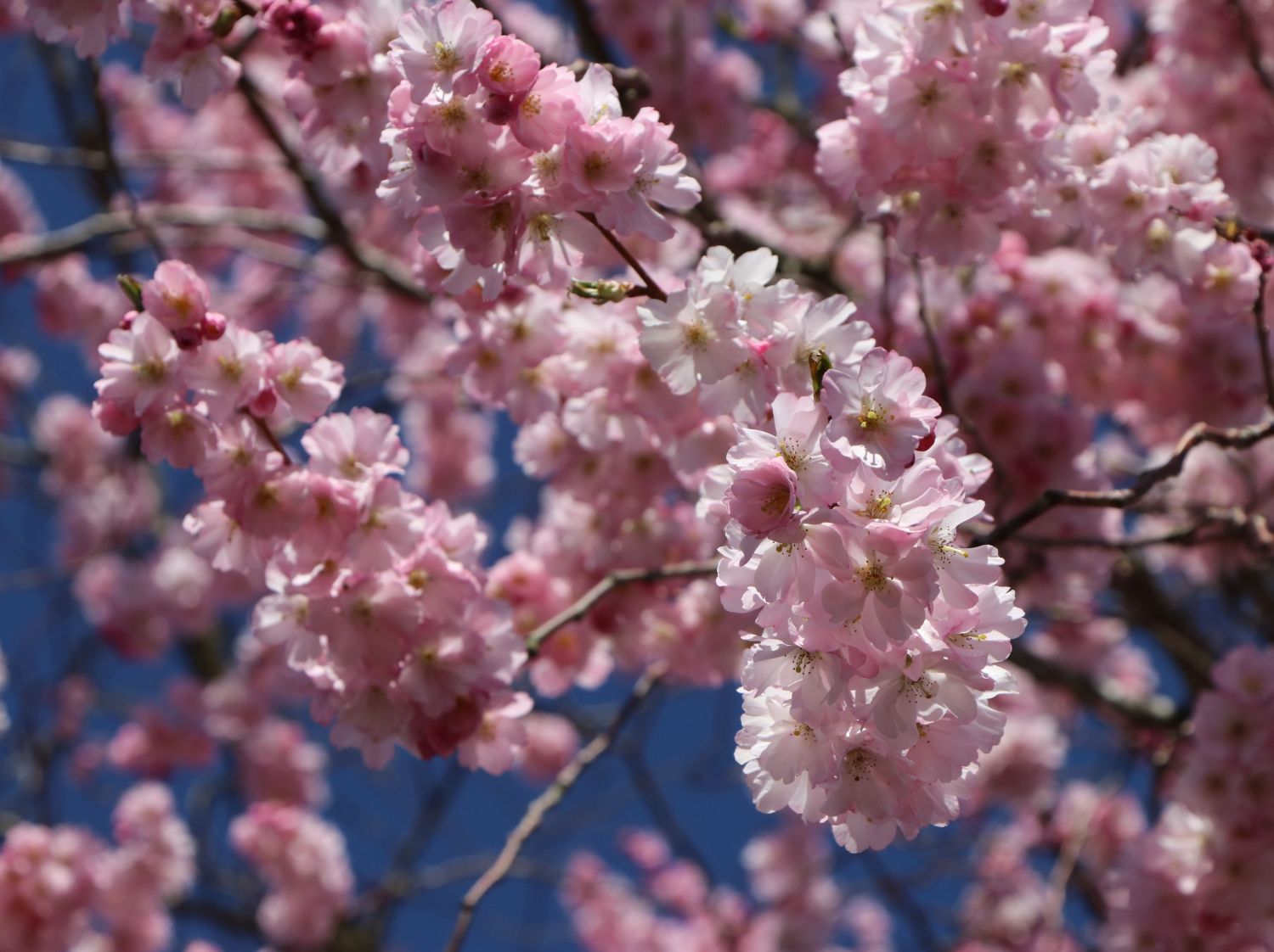 Frühlingskirsche / Frühe Zierkirsche &#39;Accolade&#39; - Prunus &#39;Accolade&#39; - Baumschule Horstmann