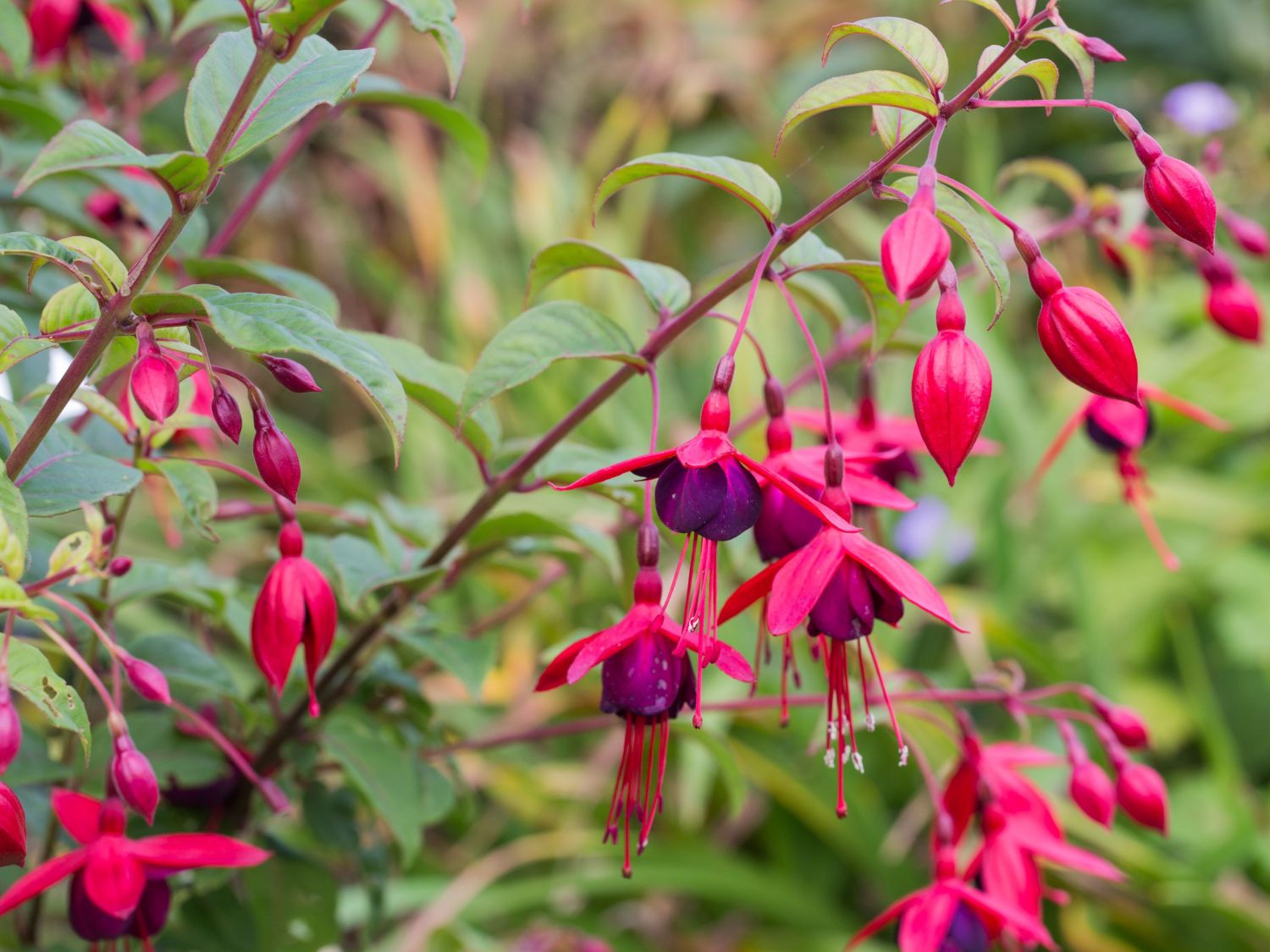 Fuchsien (Fuchsia) Infos & Pflanzen dieser Gattung