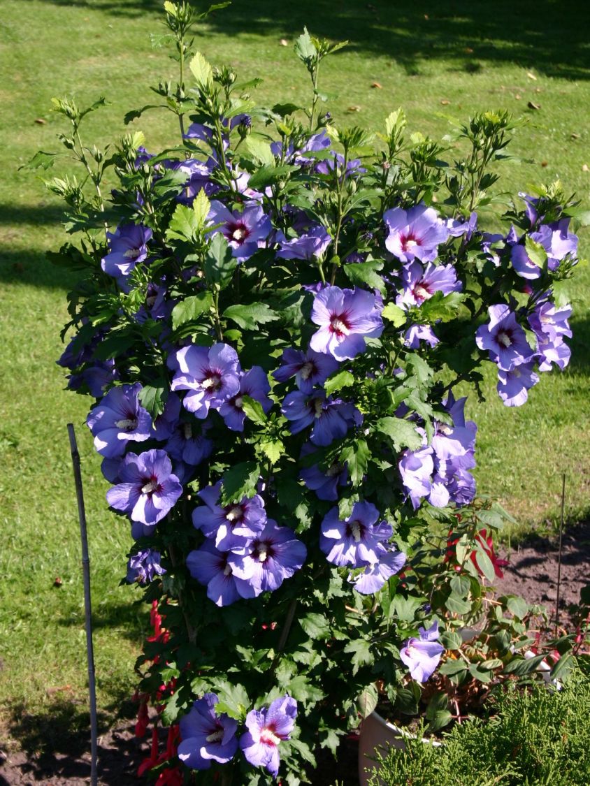 Garteneibisch 'Blue Bird' / 'Oiseau Bleu' - Hibiscus syriacus 'Blue Bird' /  'Oiseau Bleu' - Baumschule Horstmann