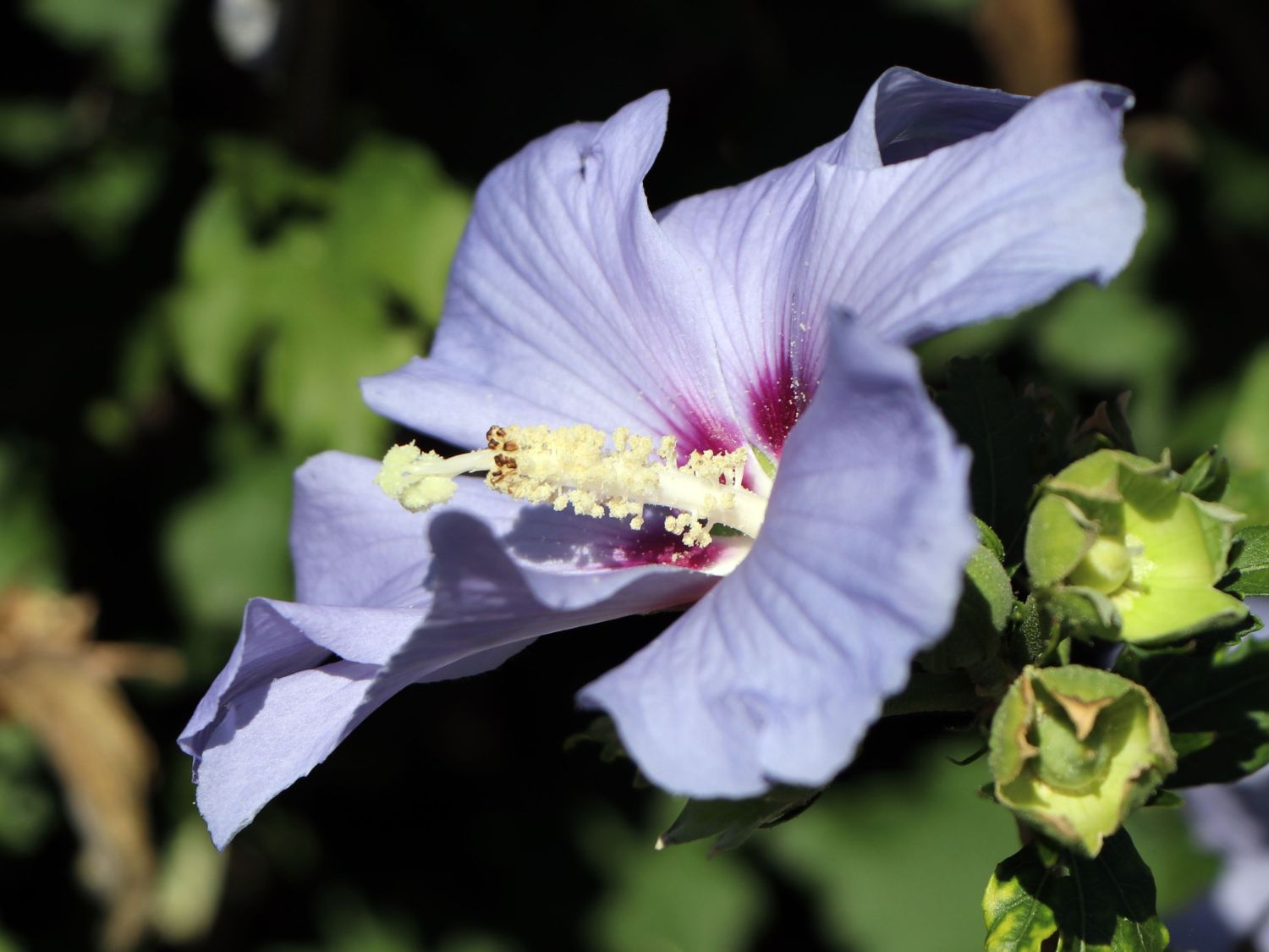 Garteneibisch \'Blue Bird\' / \'Oiseau Bleu\' - Hibiscus syriacus \'Blue Bird\' /  \'Oiseau Bleu\' - Baumschule Horstmann