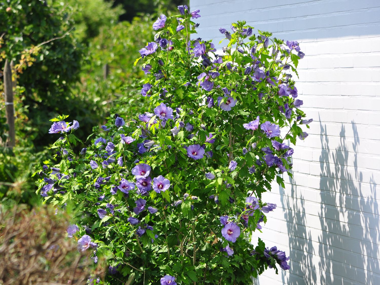 Garteneibisch 'Blue Bird' / 'Oiseau Bleu' - Hibiscus syriacus 'Blue Bird' /  'Oiseau Bleu' - Baumschule Horstmann