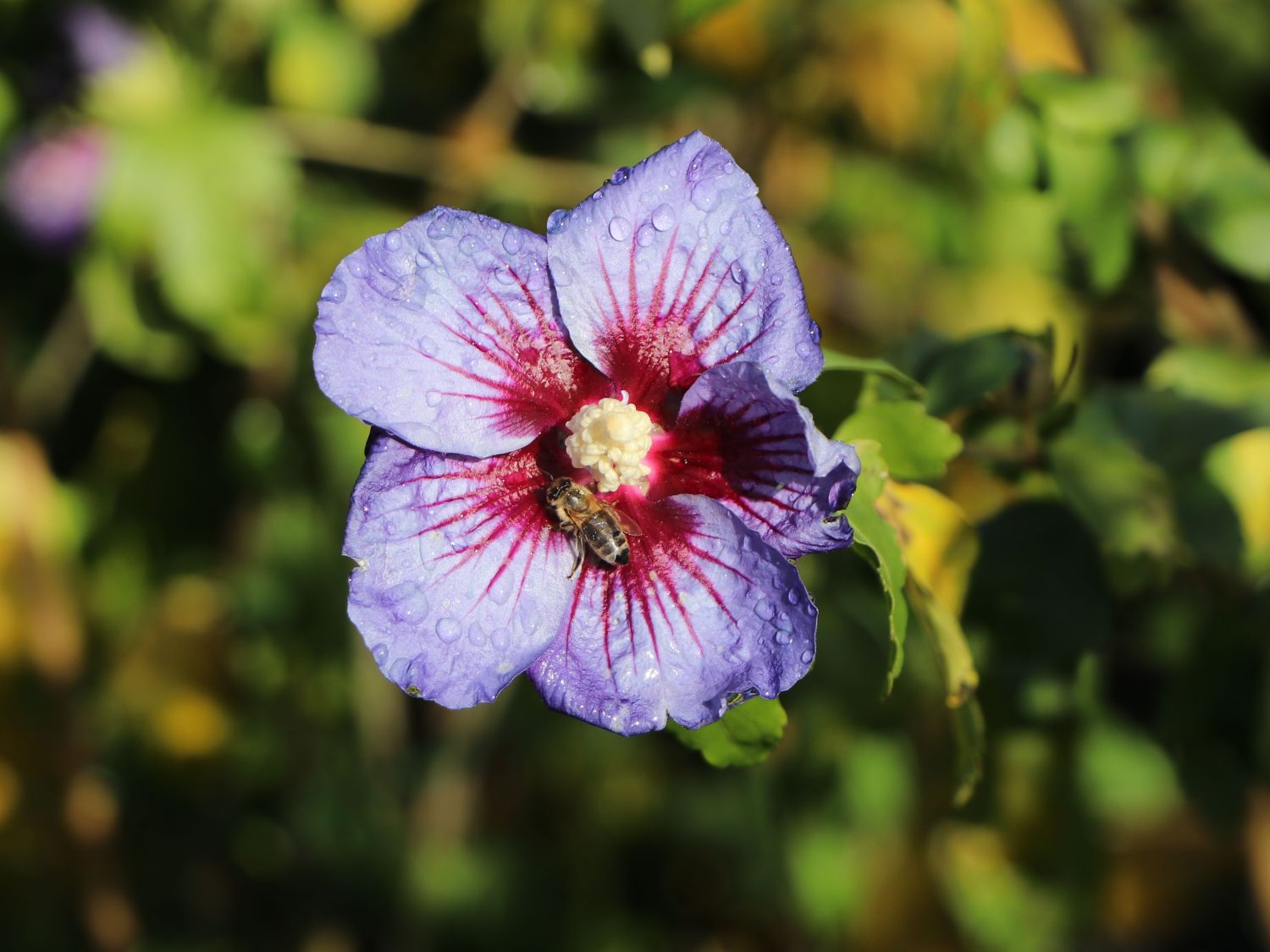 Garteneibisch \'Blue Bird\' / \'Oiseau Bleu\' - Hibiscus syriacus \'Blue Bird\' /  \'Oiseau Bleu\' - Baumschule Horstmann