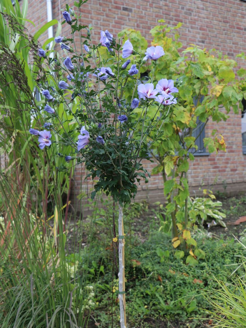 Garteneibisch 'Blue Bird' / 'Oiseau Bleu' - Hibiscus syriacus 'Blue Bird' /  'Oiseau Bleu' - Baumschule Horstmann