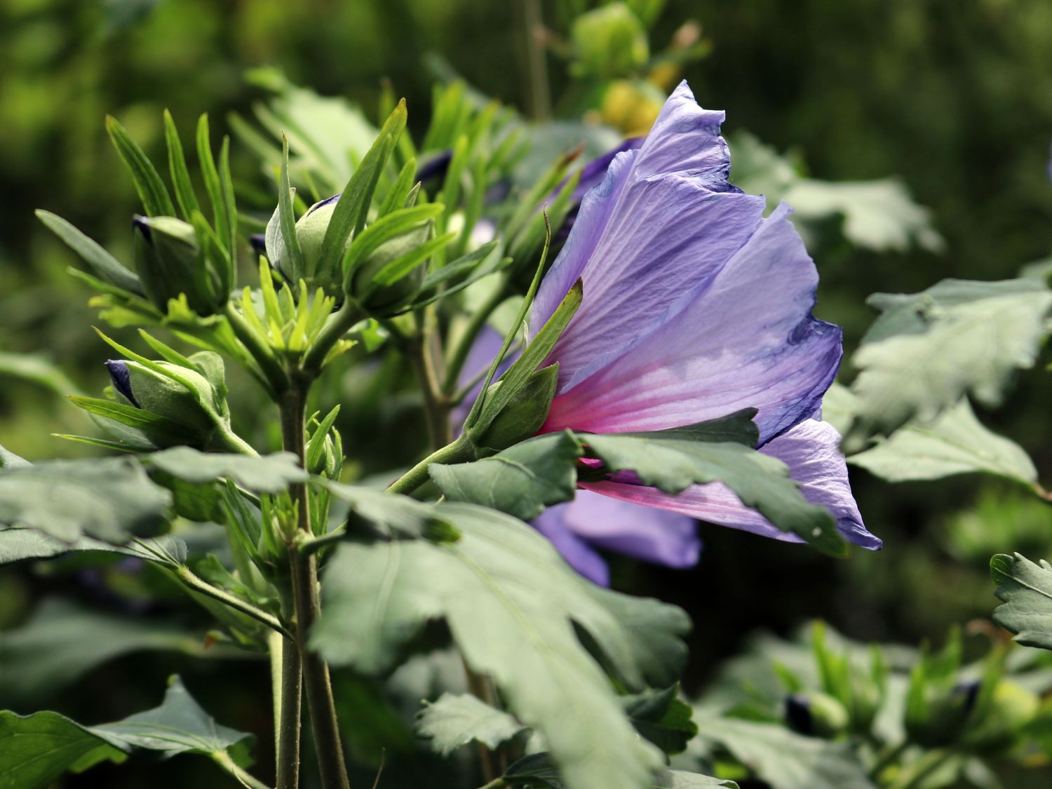 Garteneibisch \'Blue Bird\' / \'Oiseau Bleu\' - Hibiscus syriacus \'Blue Bird\' /  \'Oiseau Bleu\' - Baumschule Horstmann