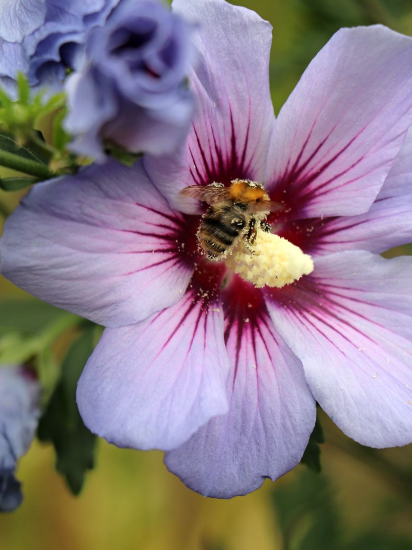 Garteneibisch 'Blue Bird' / 'Oiseau Bleu' - Hibiscus syriacus 'Blue Bird' /  'Oiseau Bleu' - Baumschule Horstmann