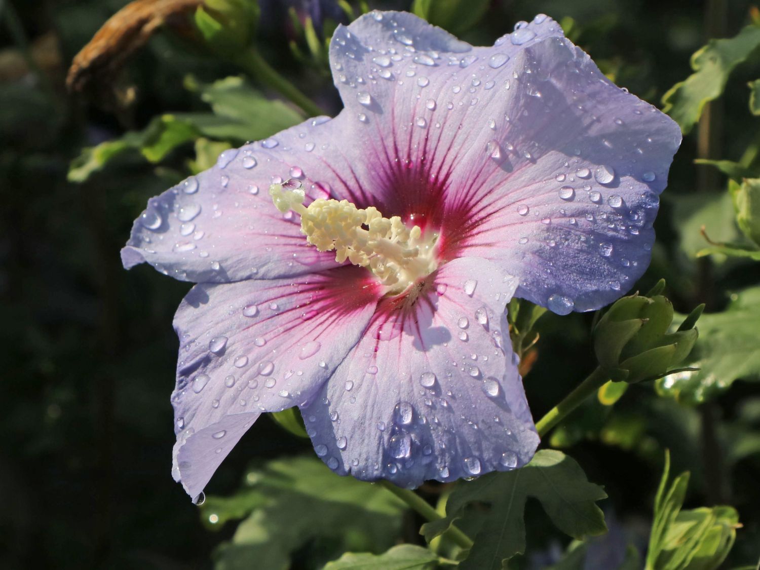 Garteneibisch 'Blue Bird' / 'Oiseau Bleu' - Hibiscus syriacus 'Blue Bird' /  'Oiseau Bleu' - Baumschule Horstmann