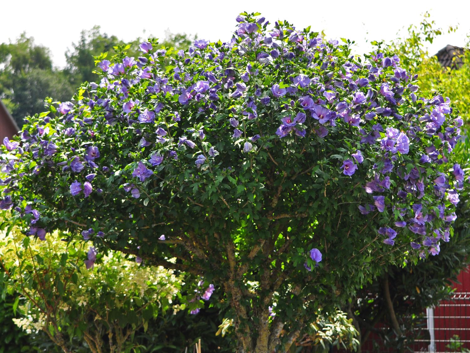 Garteneibisch 'Blue Bird' / 'Oiseau Bleu' - Hibiscus syriacus 'Blue Bird' /  'Oiseau Bleu' - Baumschule Horstmann