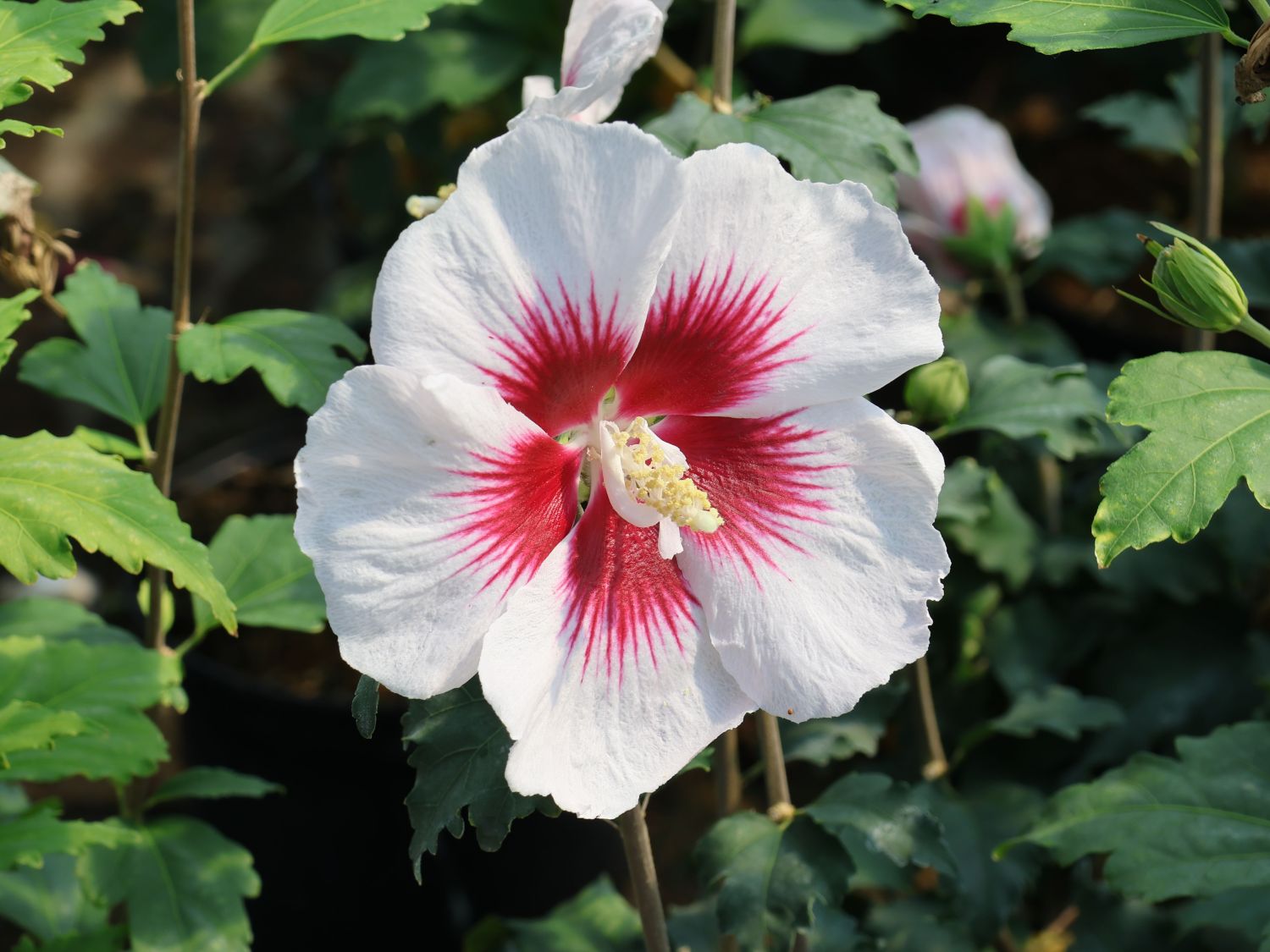 Garteneibisch 'Helene' / 'Helena' - Hibiscus syriacus 'Helene' / 'Helena' -  Baumschule Horstmann