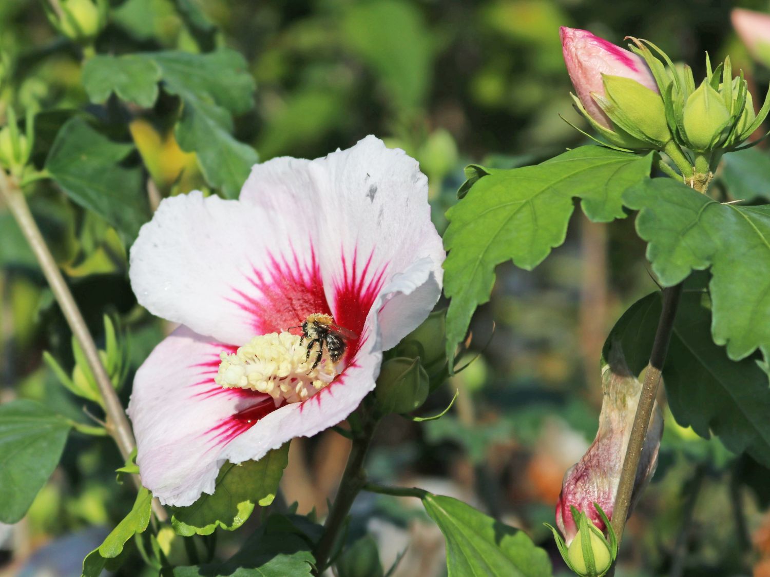 Große blüten winterhart hibiskus Winterharter Hibiskus