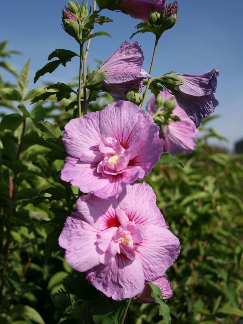 Garteneibisch Lavender Chiffon ® Hibiscus Syriacus Lavender