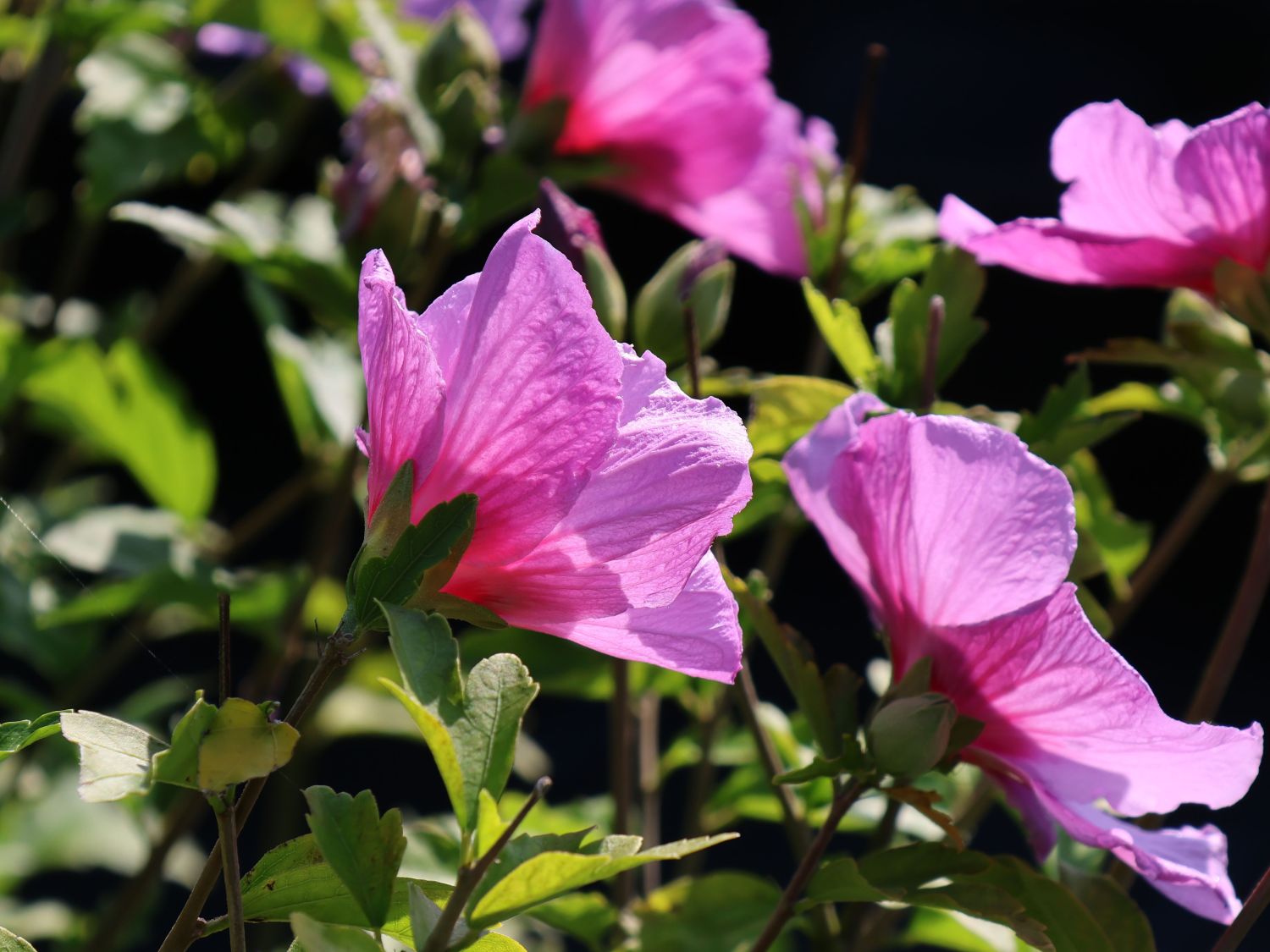 Garteneibisch Lavender Chiffon ® Hibiscus Syriacus Lavender