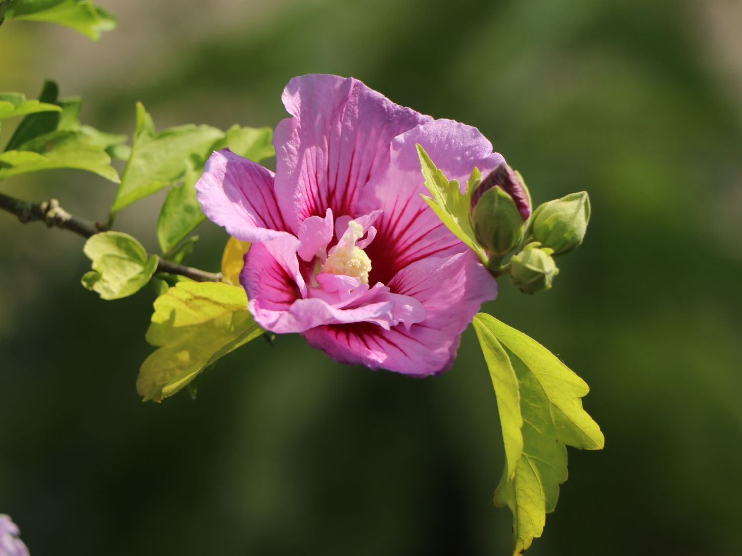 Garteneibisch Lavender Chiffon ® Hibiscus Syriacus Lavender