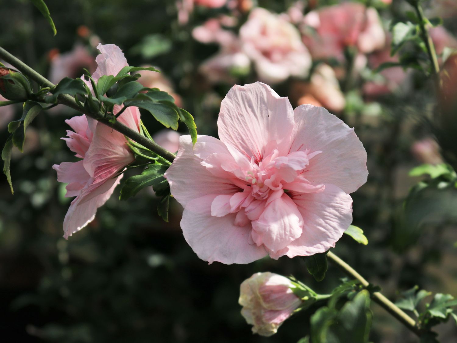 Hibiscus rosa sales