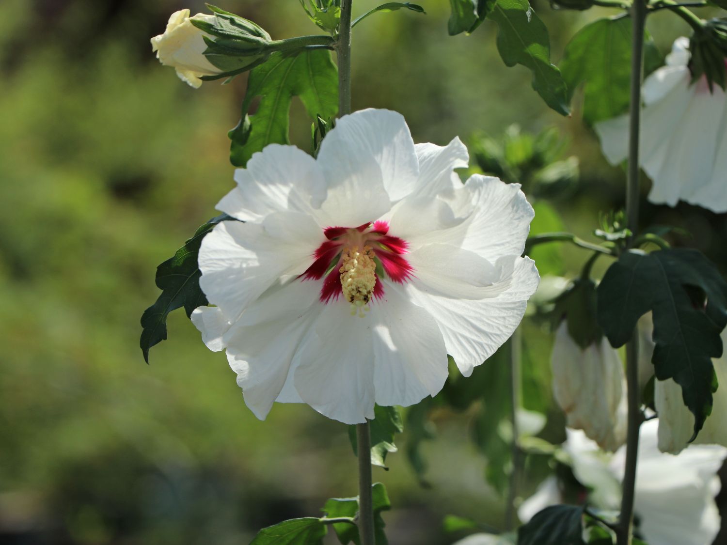 Garteneibisch \'Red Heart\' - Hibiscus syriacus \'Red Heart\' - Baumschule  Horstmann