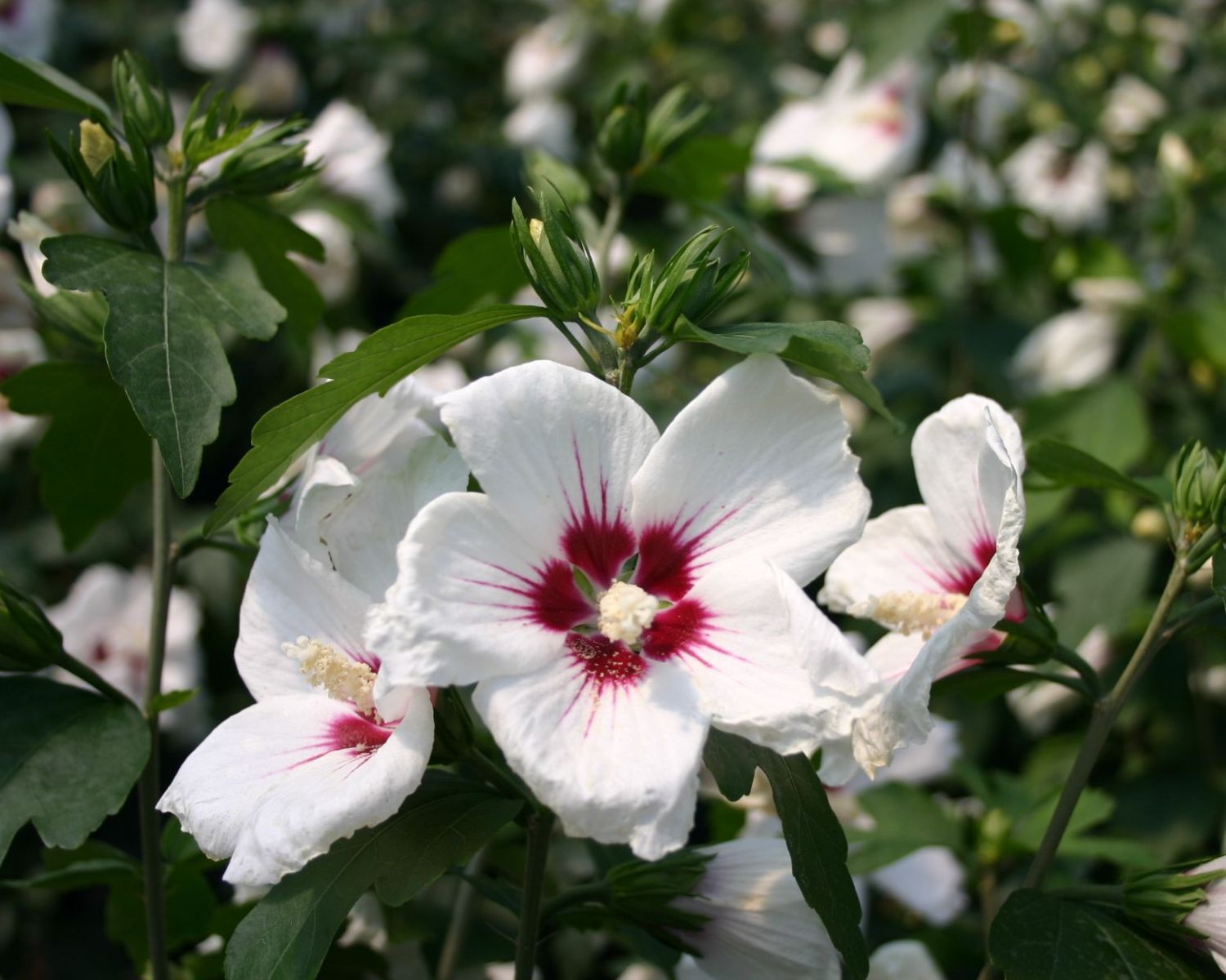 Garteneibisch \'Red Heart\' - Hibiscus syriacus \'Red Heart\' - Baumschule  Horstmann