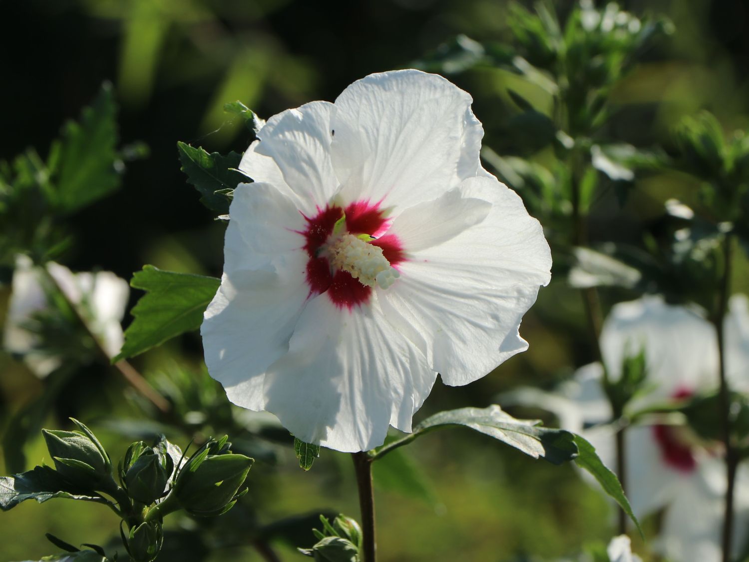 Garteneibisch \'Red Heart\' - Hibiscus syriacus \'Red Heart\' - Baumschule  Horstmann