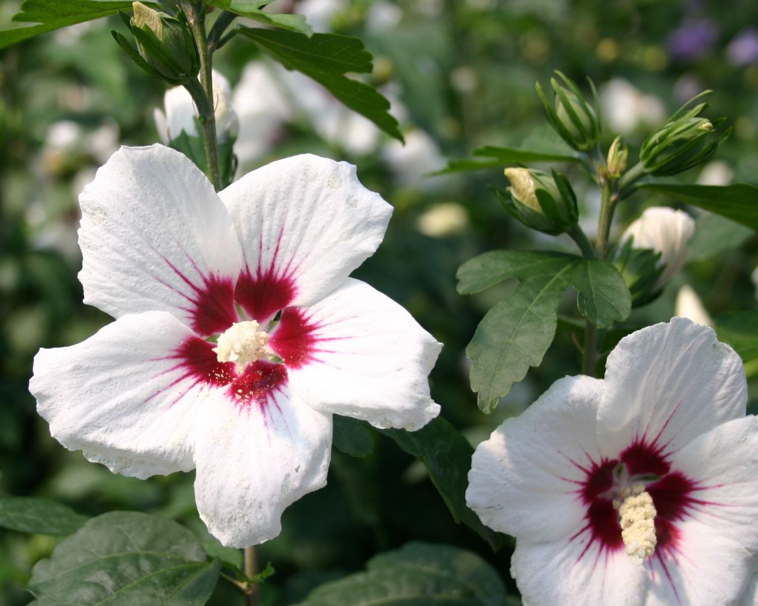 Garteneibisch \'Red Heart\' - Hibiscus syriacus \'Red Heart\' - Baumschule  Horstmann