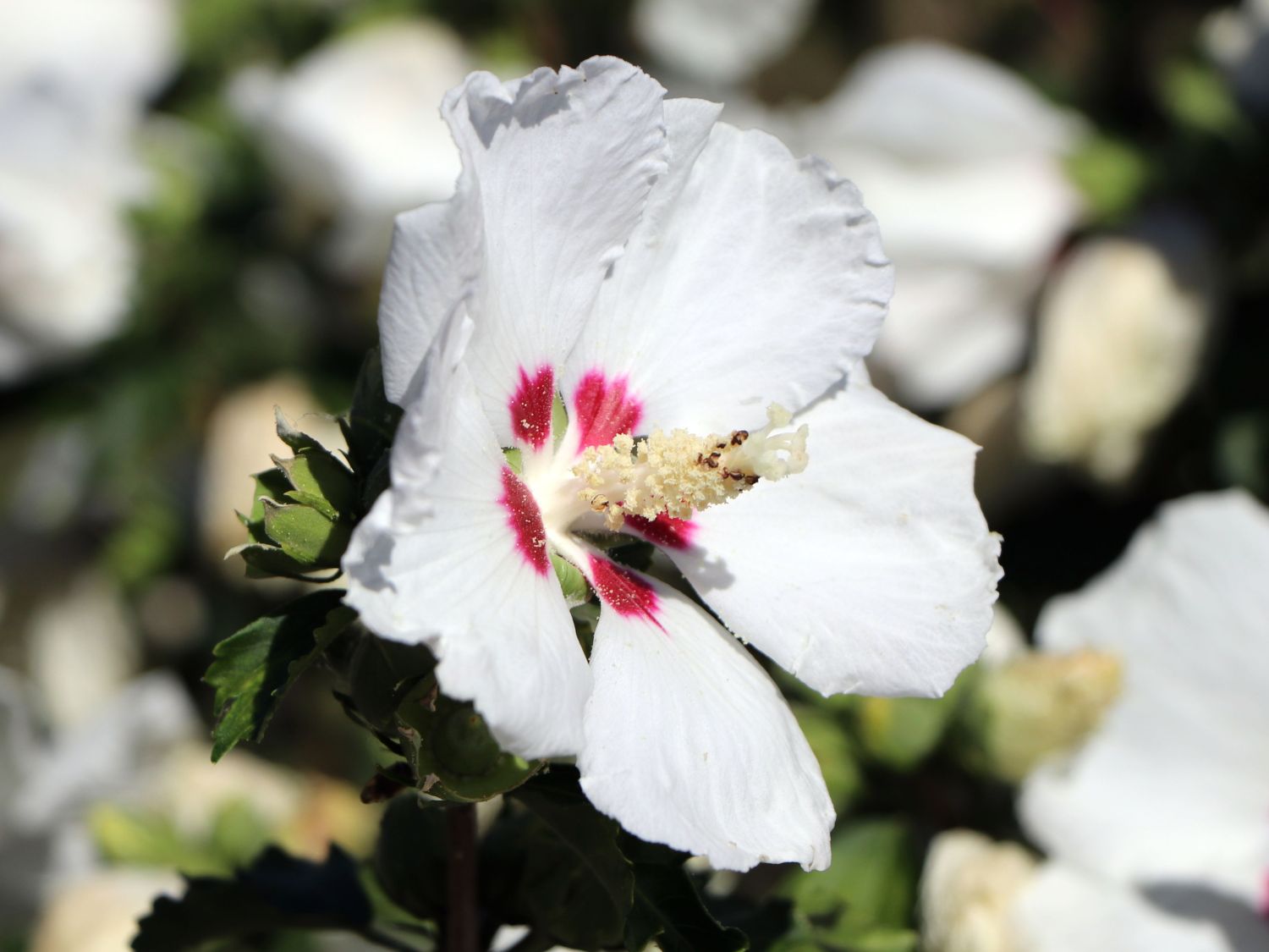 Garteneibisch \'Red Heart\' - Hibiscus syriacus \'Red Heart\' - Baumschule  Horstmann