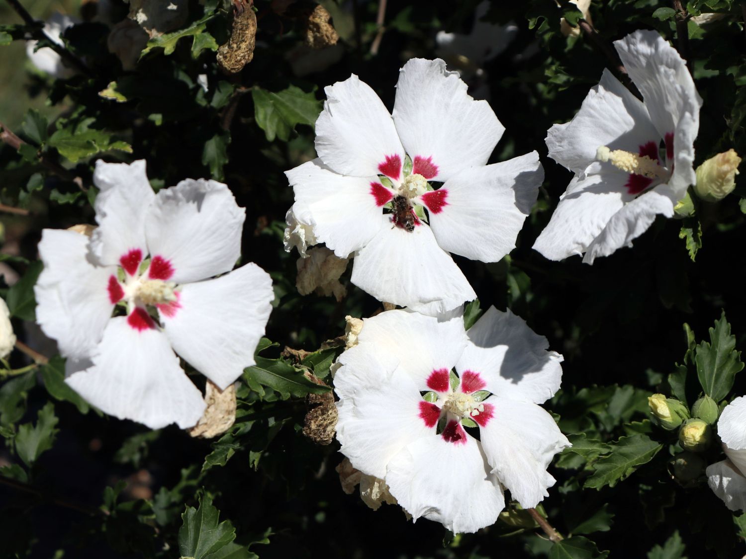 Garteneibisch \'Red Heart\' - Hibiscus syriacus \'Red Heart\' - Baumschule  Horstmann