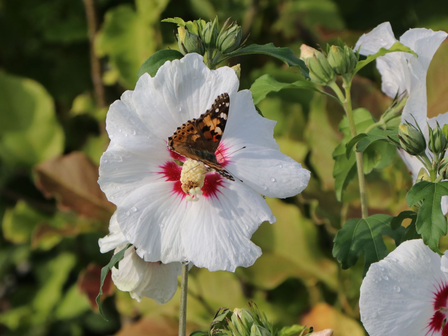 Garteneibisch \'Red Heart\' - Hibiscus syriacus \'Red Heart\' - Baumschule  Horstmann