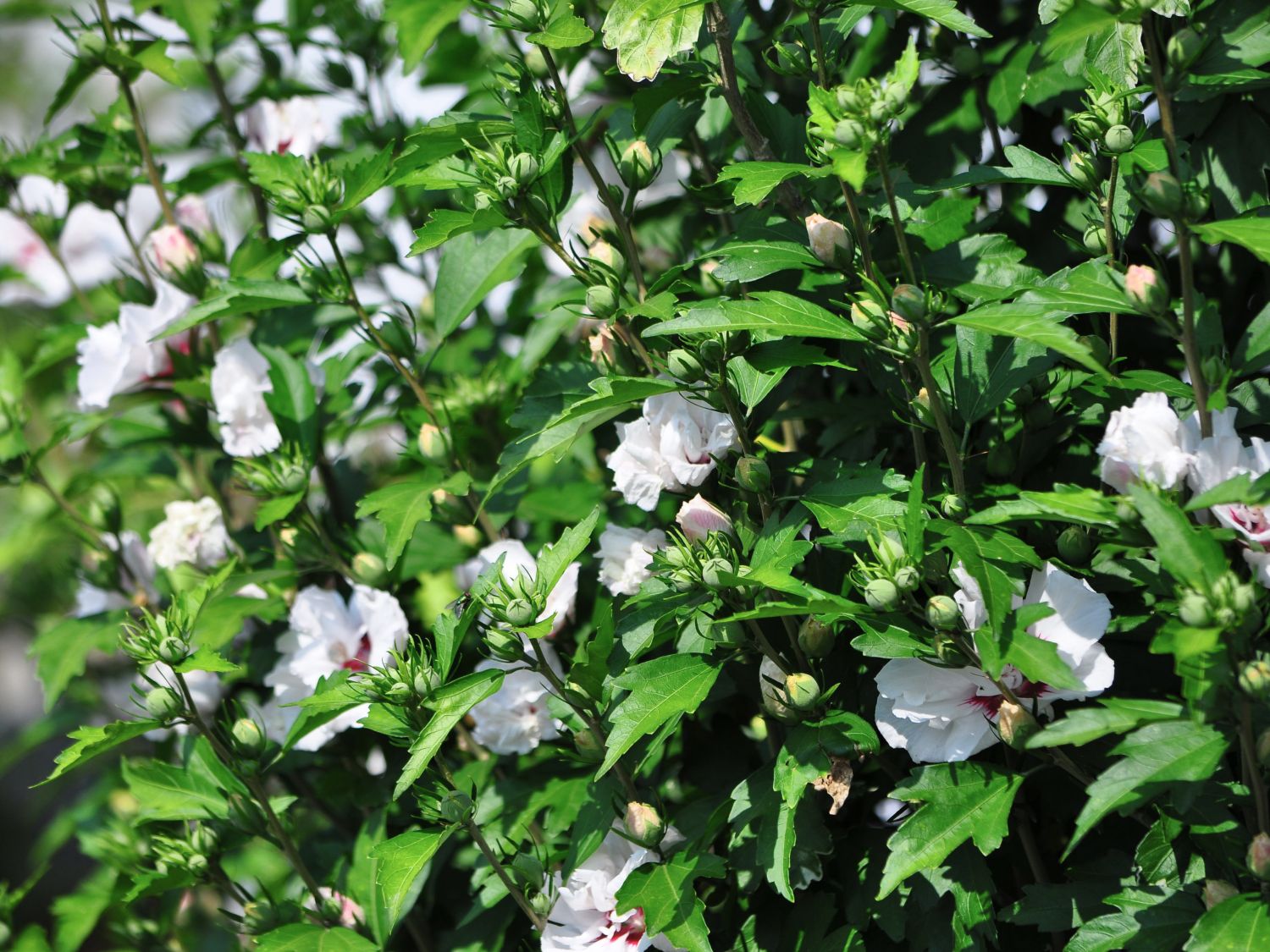 Garteneibisch \'Red Heart\' - Hibiscus syriacus \'Red Heart\' - Baumschule  Horstmann