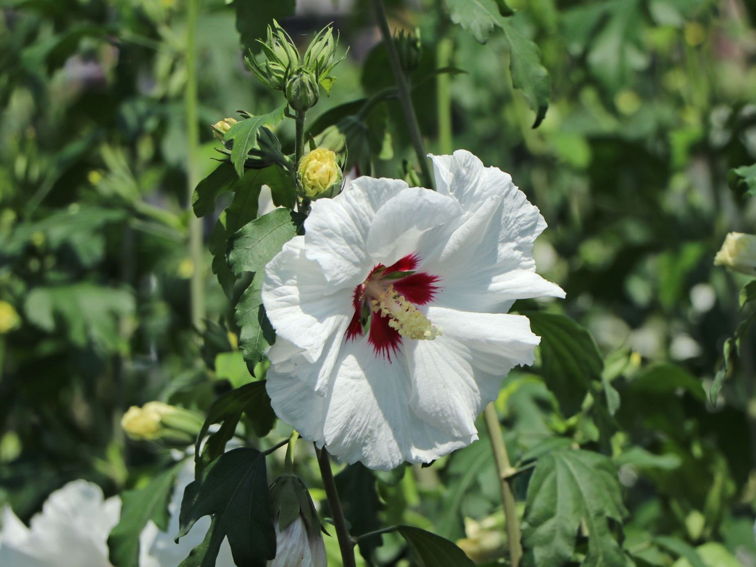 \'Red - syriacus Hibiscus - Heart\' Baumschule Horstmann \'Red Heart\' Garteneibisch