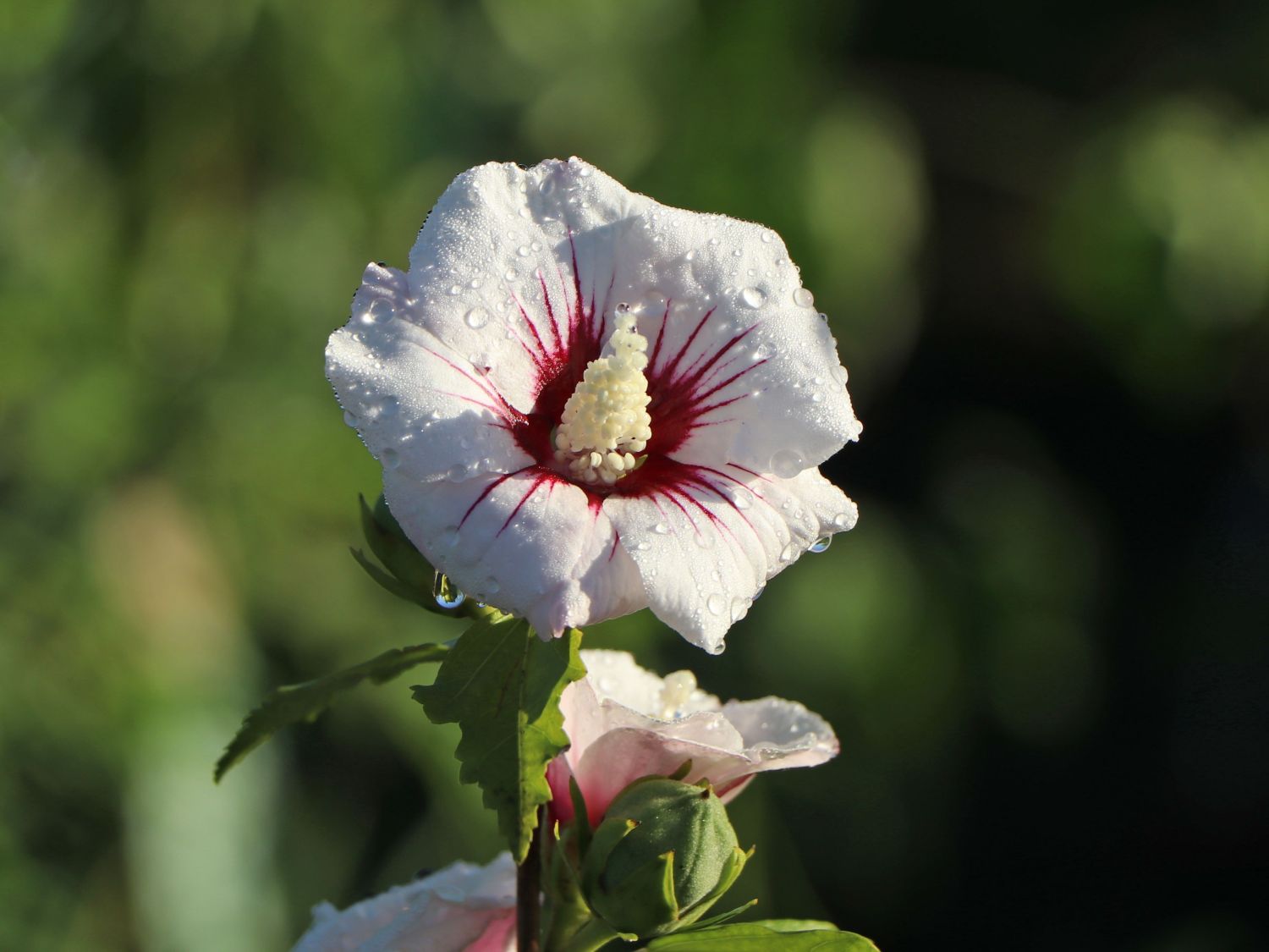 Garteneibisch \'Red Hibiscus Horstmann Baumschule Heart\' syriacus - - \'Red Heart