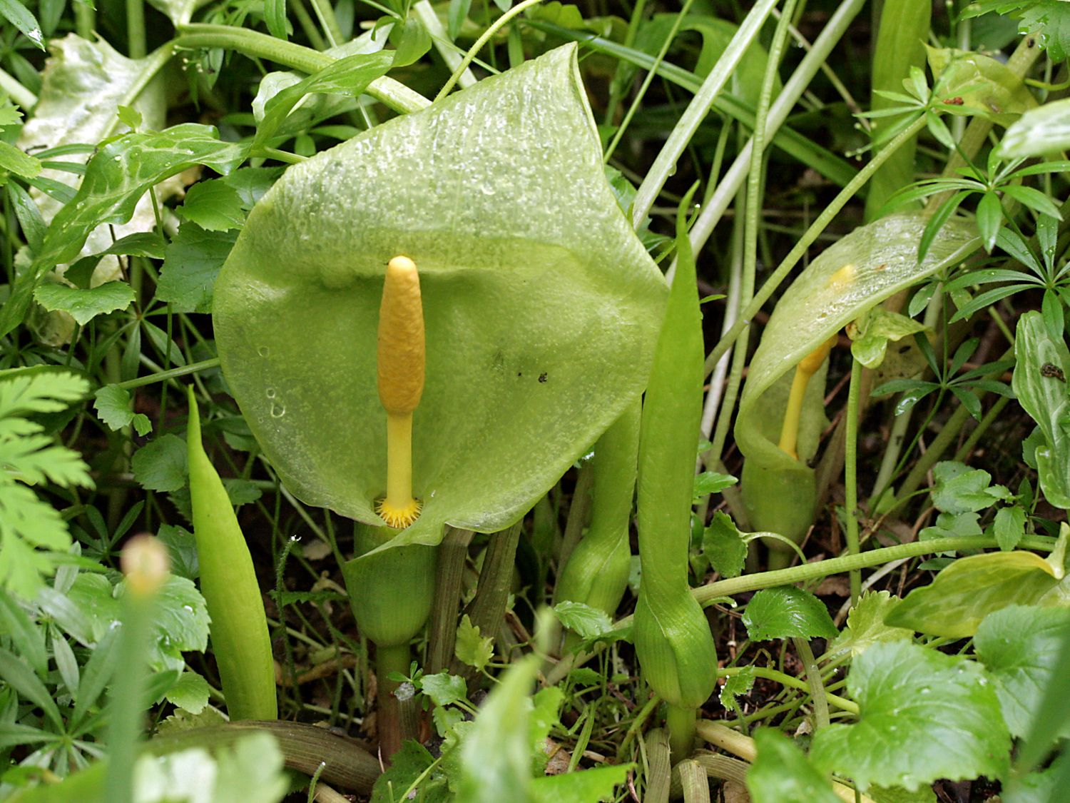 Geaderter Aronstab (Arum italicum) bestes StaudenWissen