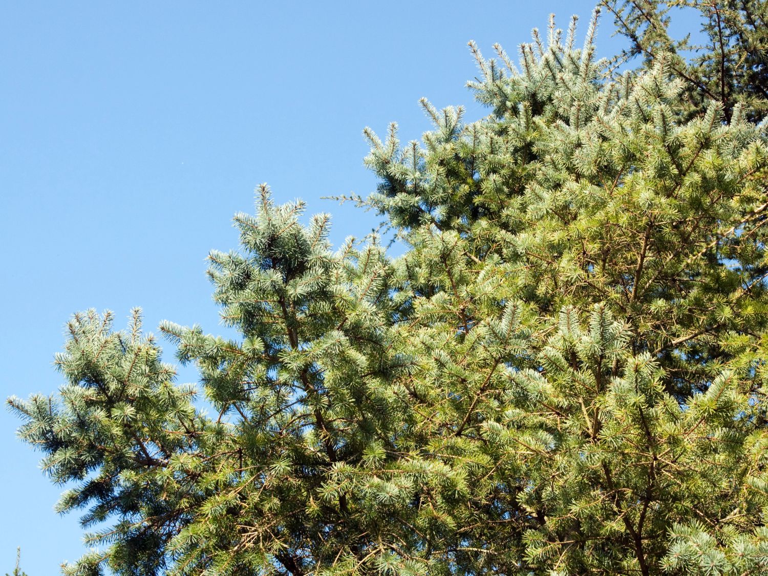 Douglasien (Pseudotsuga) Infos & Pflanzen dieser Gattung
