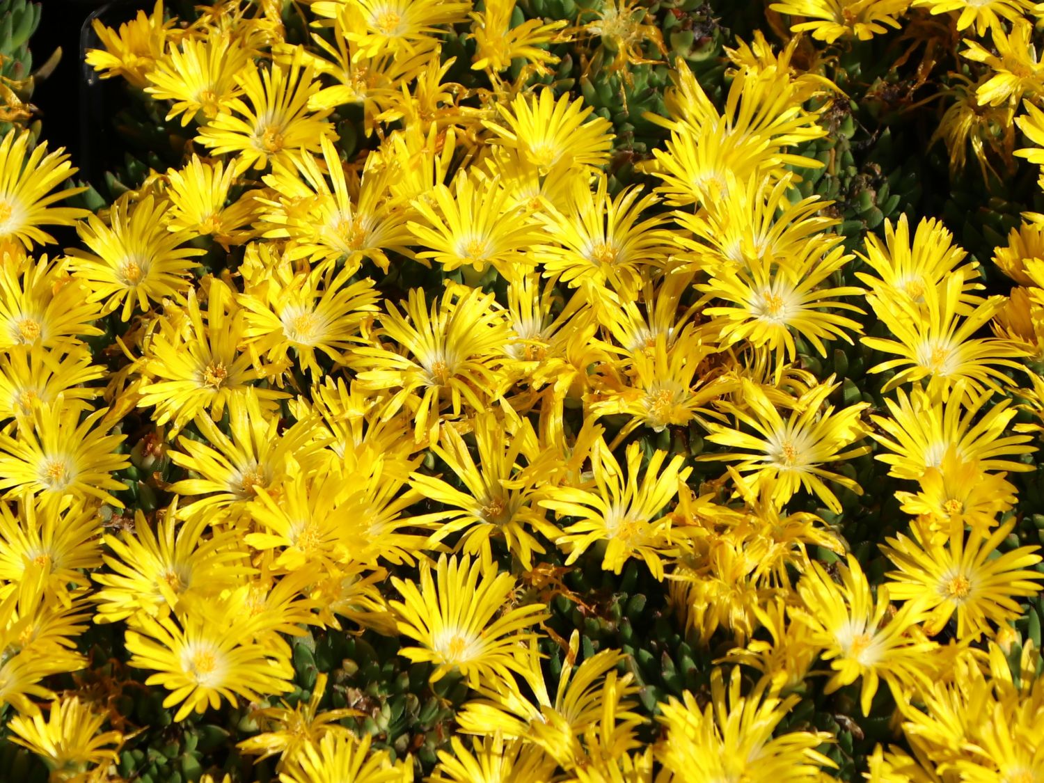 Gedrängte Mittagsblume Delosperma congestum für Deinen Garten