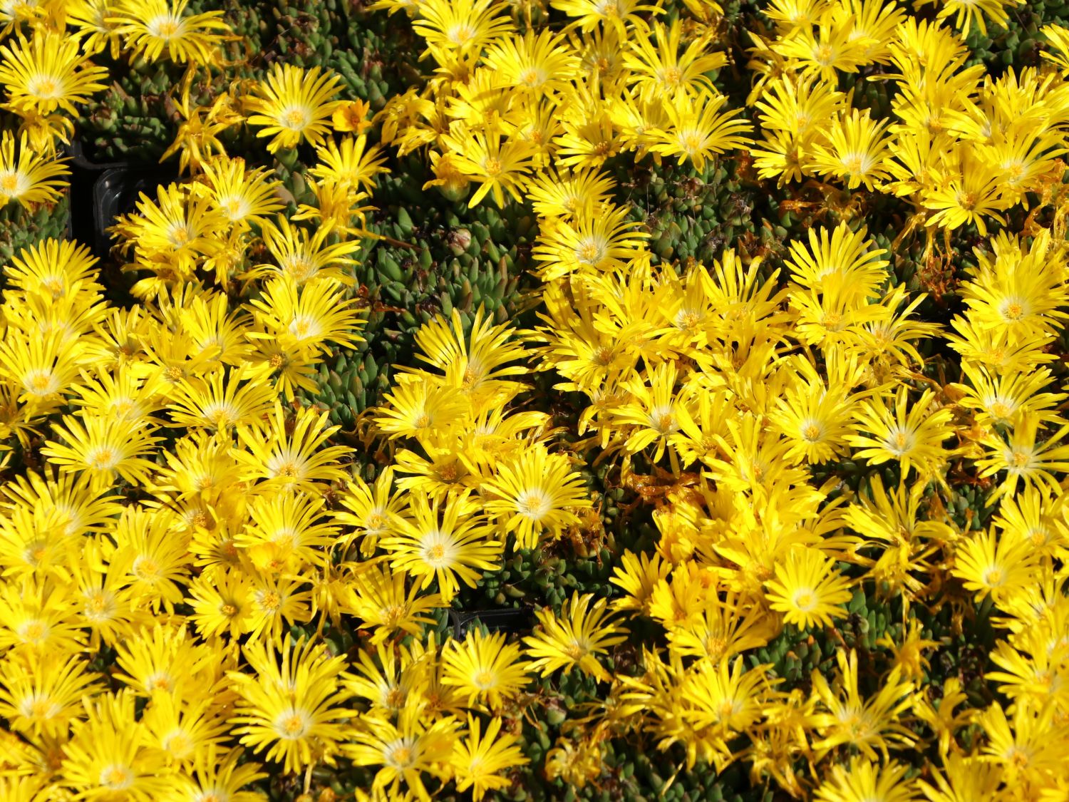 Gedrängte Mittagsblume Delosperma congestum für Deinen Garten