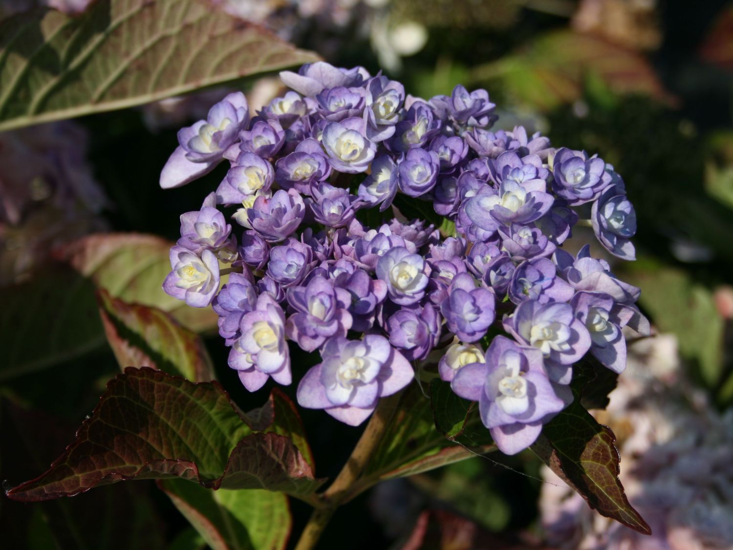  You amp; Me 39;Passion39; ®  Hydrangea macrophylla You amp; Me 3