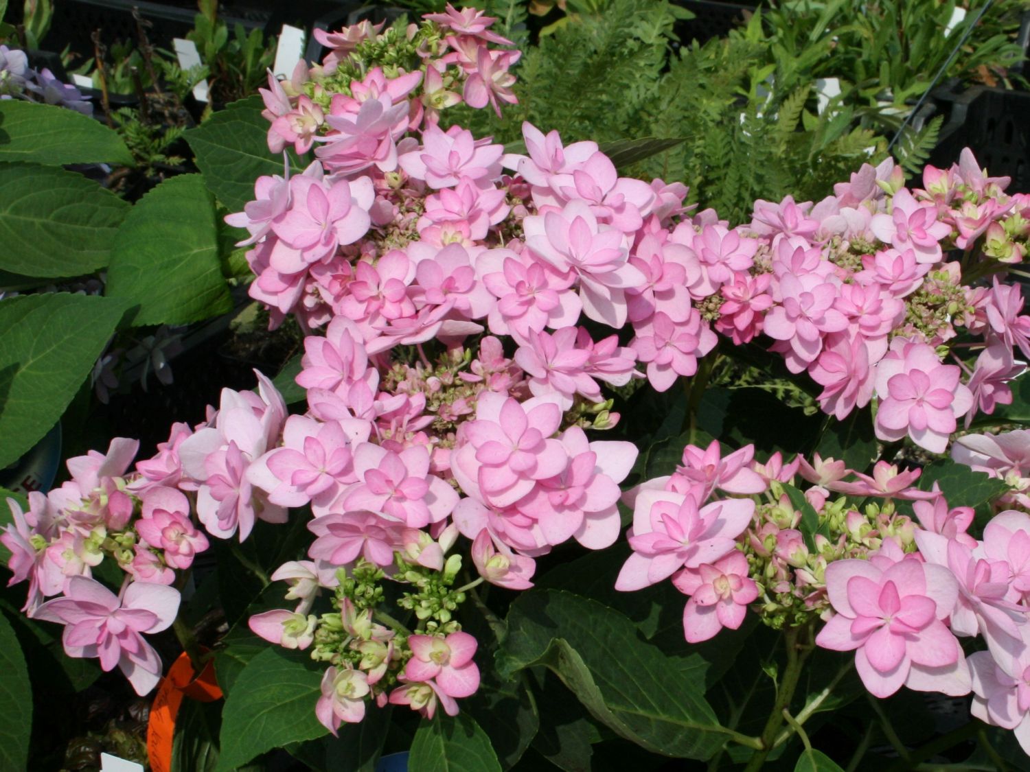  You amp; Me 39;Romance39; ® rosa  Hydrangea macrophylla You amp; M