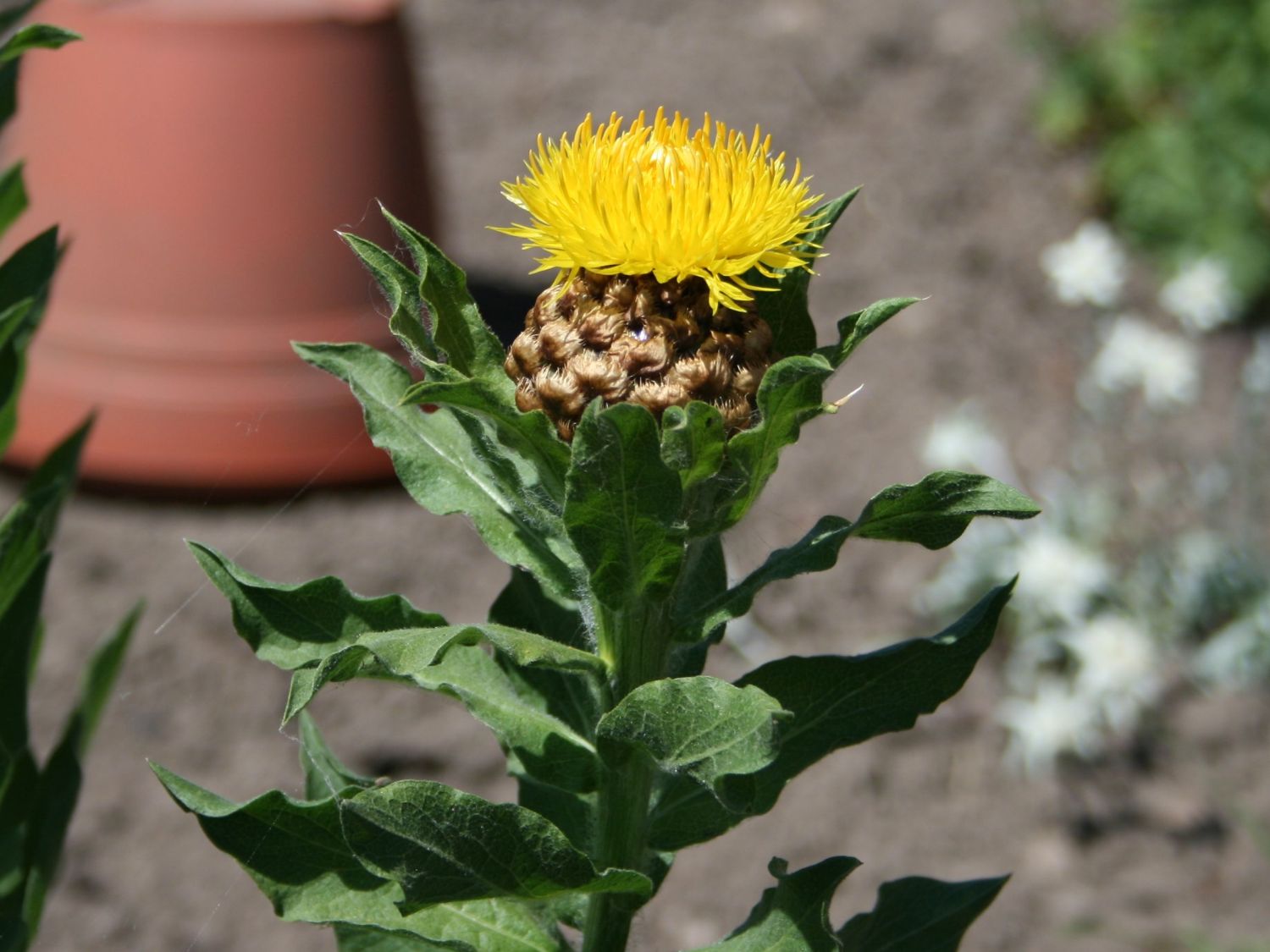 Gelbe Riesen Flockenblume Centaurea Macrocephala Info Angebot