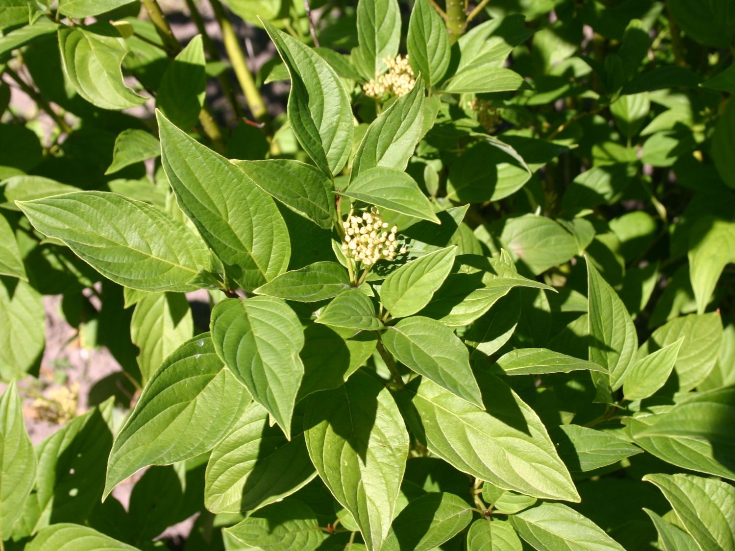 Gelbholz Hartriegel 'Flaviramea' Cornus sericea 'Flaviramea