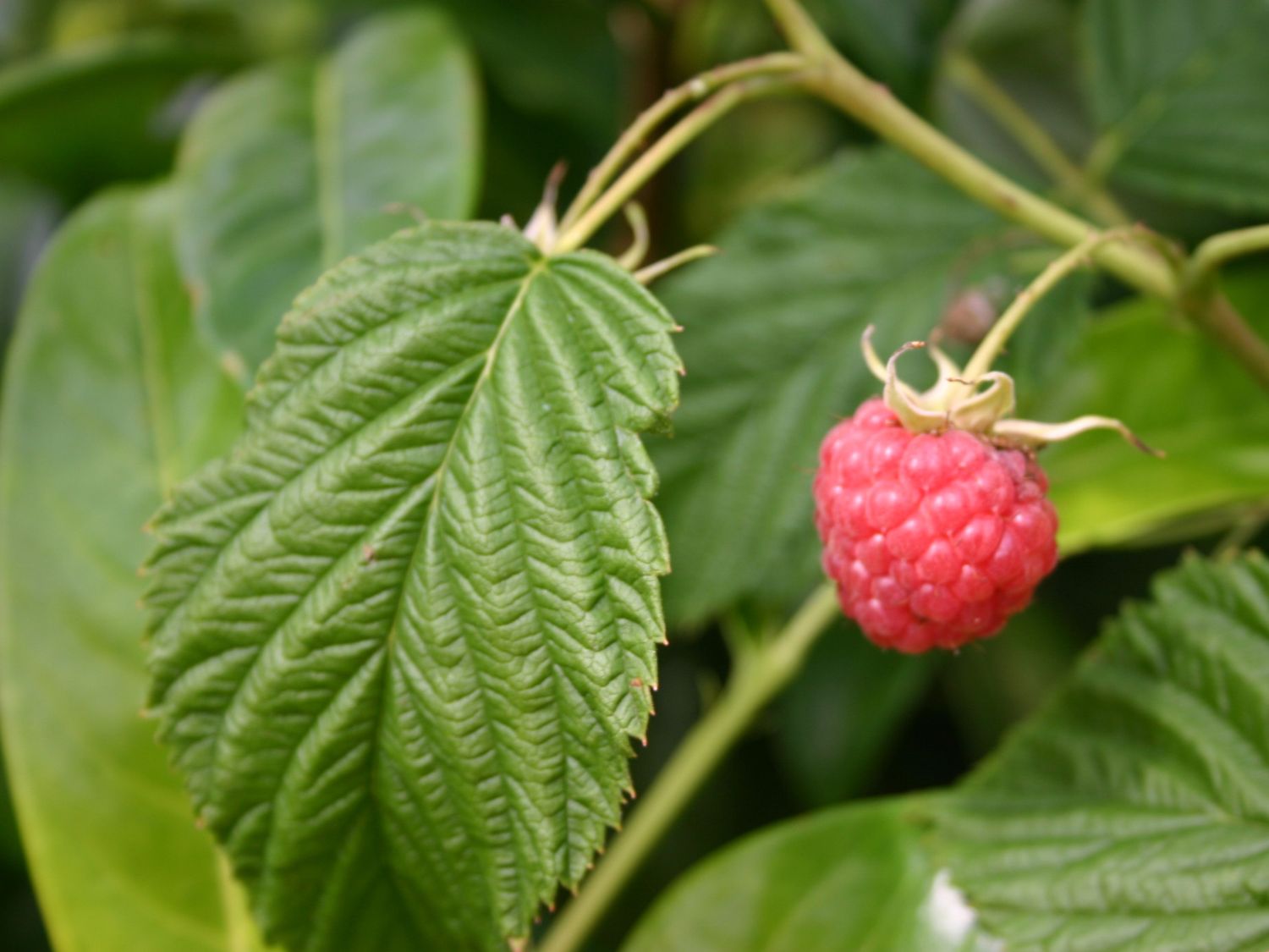 Gemeine Himbeere / Wildhimbeere - Rubus idaeus - Baumschule Horstmann