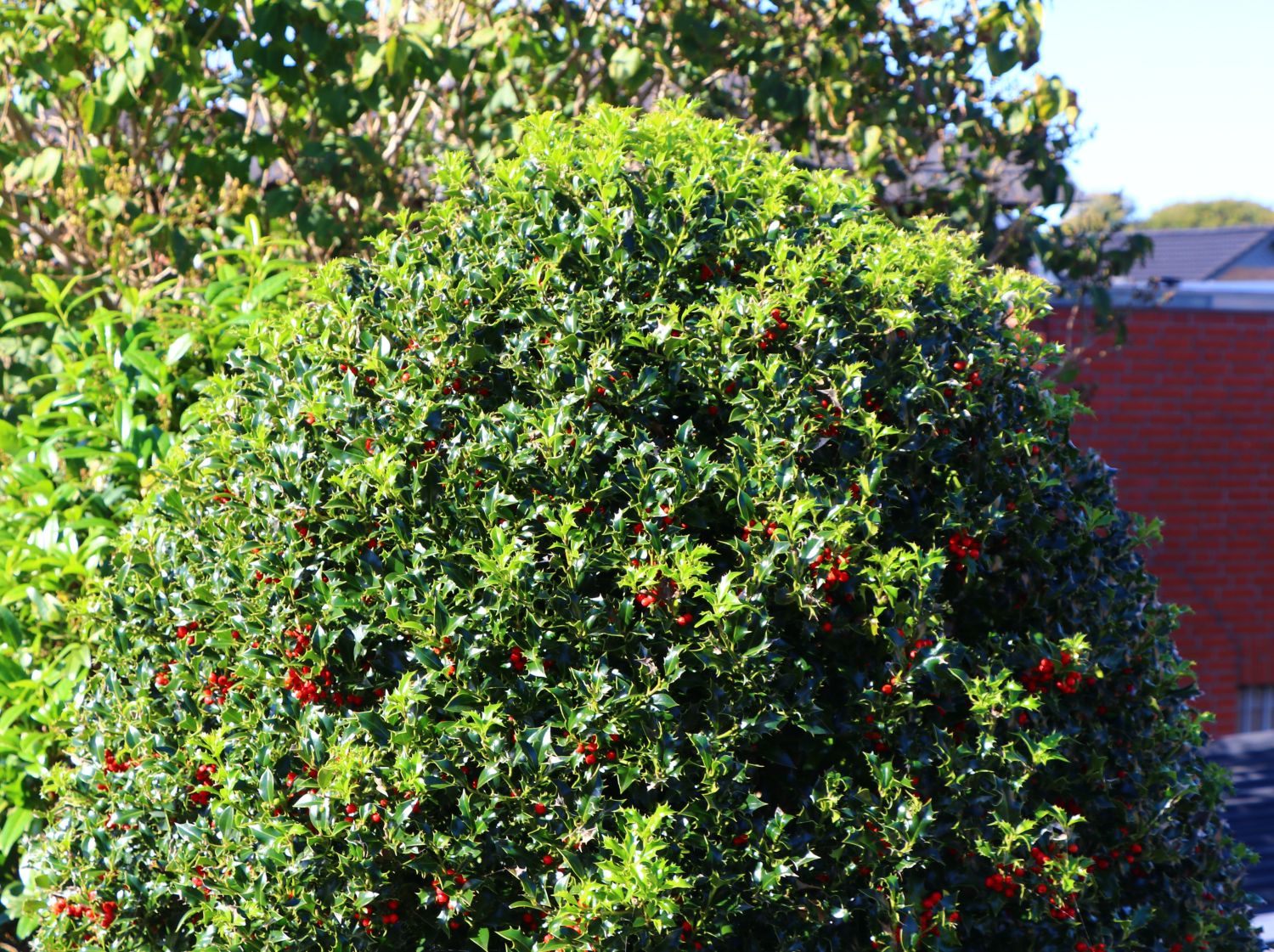 ilex aquifolium Dornige Stechpalme Ilex 125-150cm