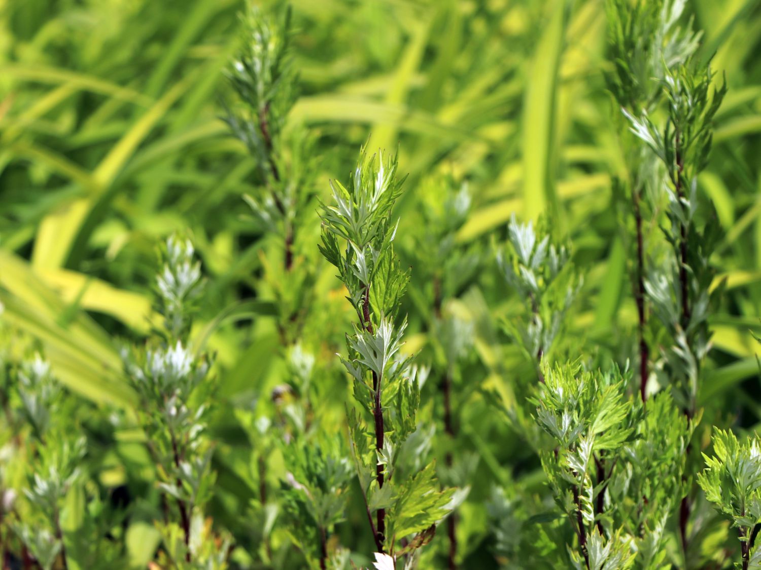 Artemisia annua: Wissenswertes über die Heilpflanze - Mein schöner Garten