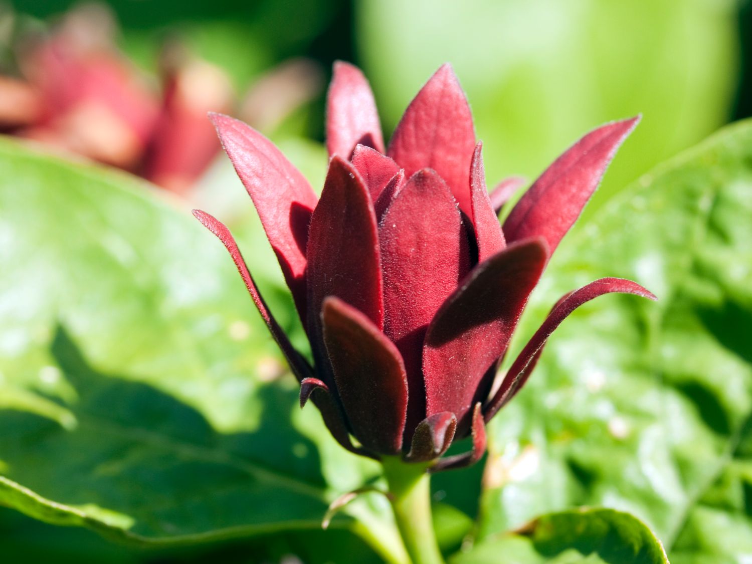 Gewürzstrauchgewächse (Calycanthaceae) Wissen & Pflanzen dieser Familie
