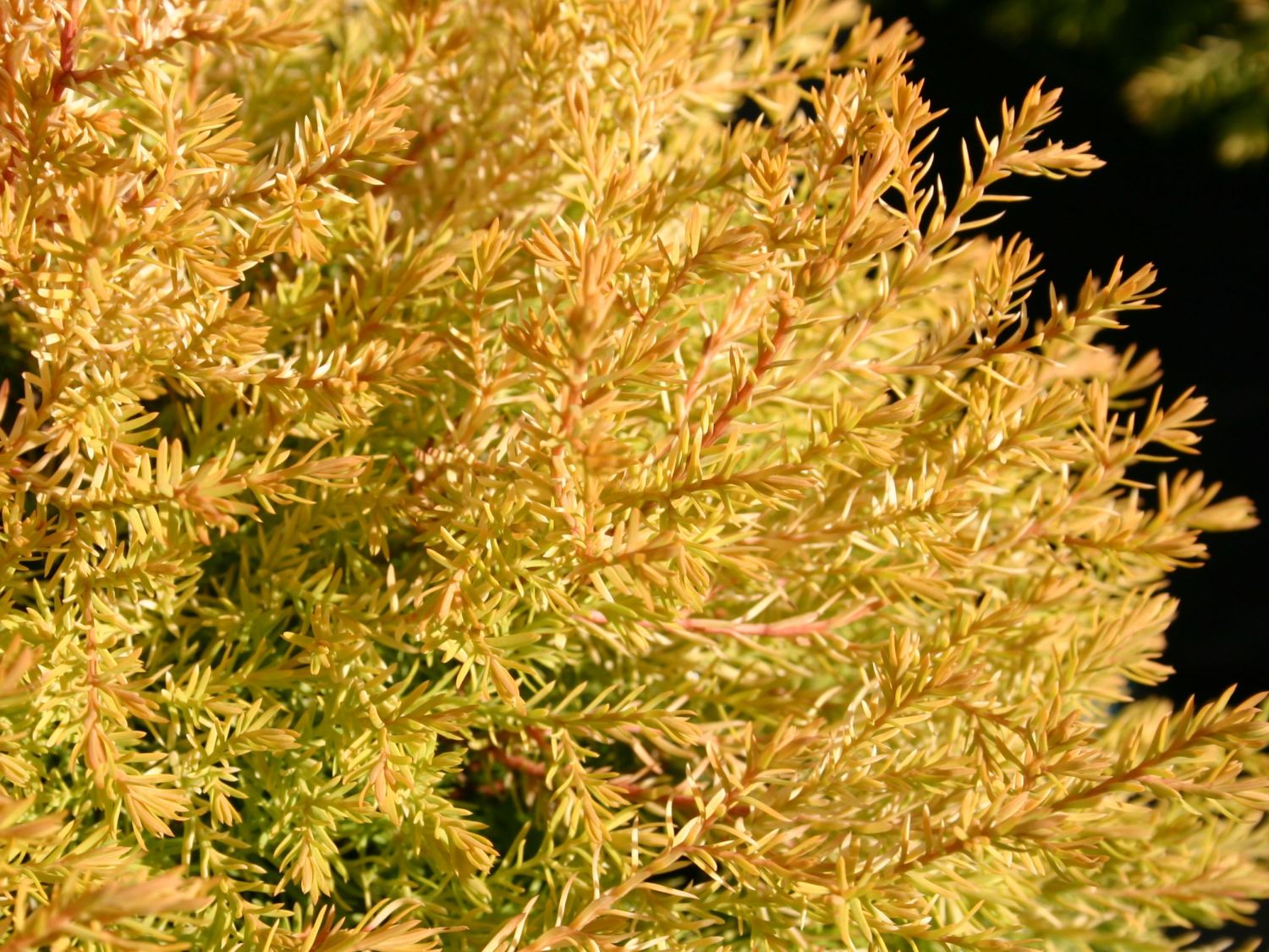 Thuja Occidentalis Rheingold