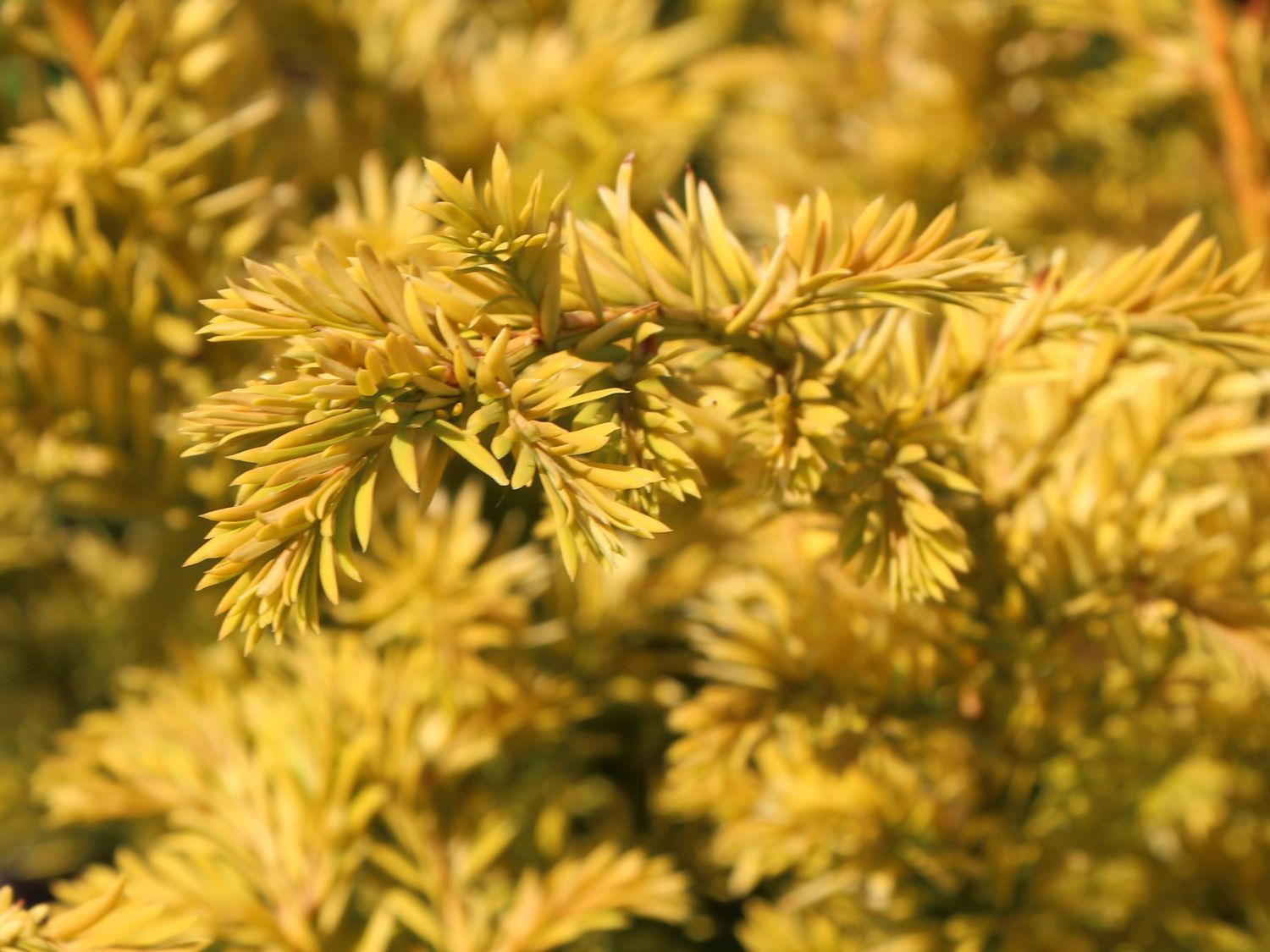 Goldene Straucheibe 'Semperaurea' - Taxus baccata 'Semperaurea' -  Baumschule Horstmann