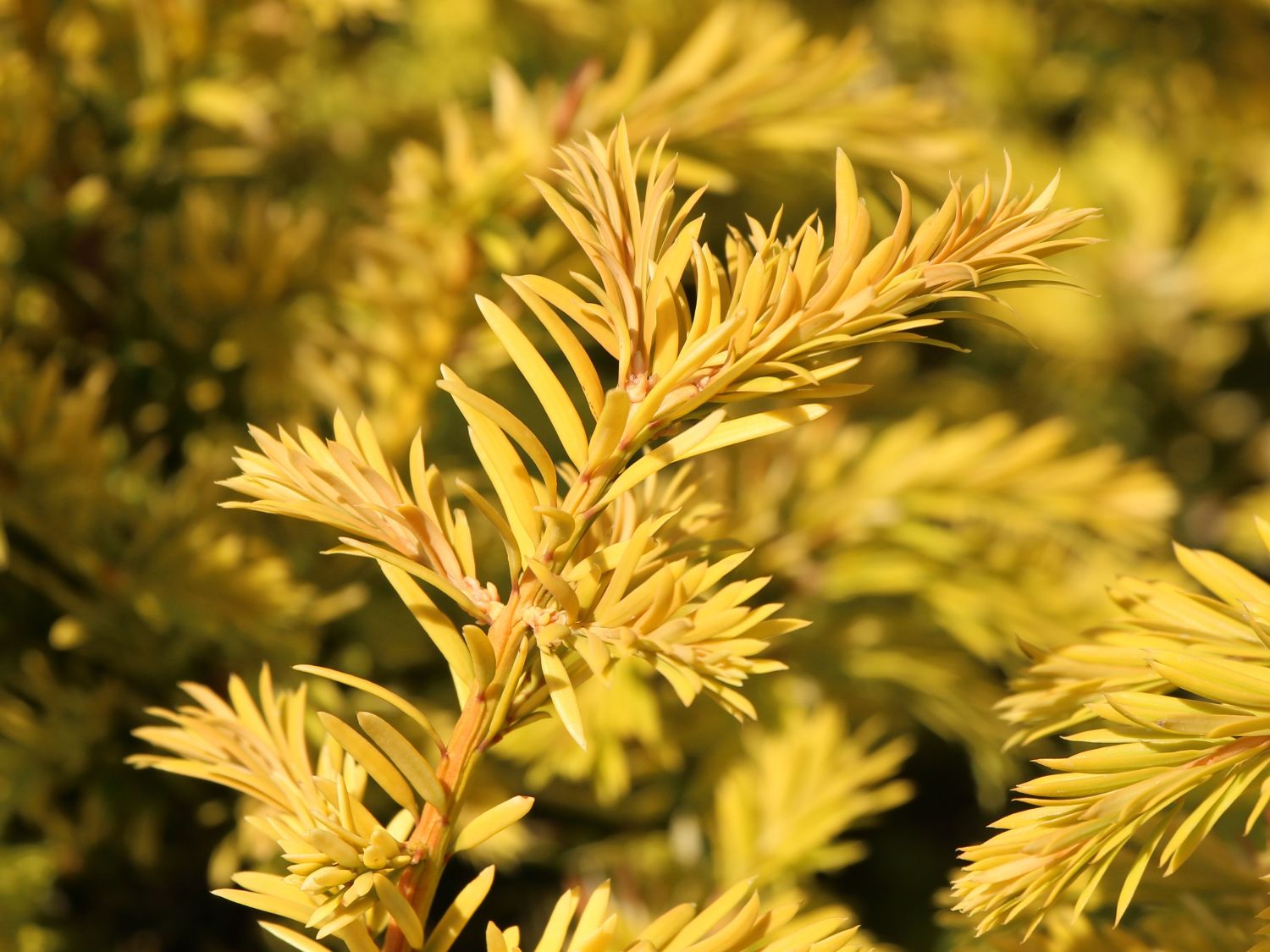 Goldene Straucheibe 'Semperaurea' - Taxus baccata 'Semperaurea' -  Baumschule Horstmann