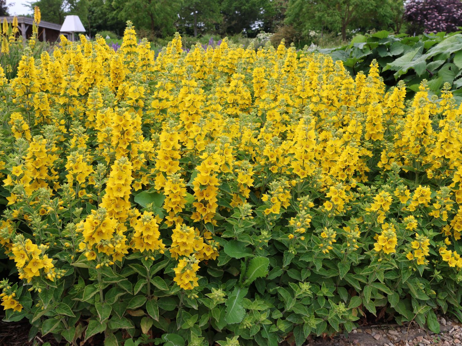 Goldfelberich - Lysimachia punctata - Baumschule Horstmann