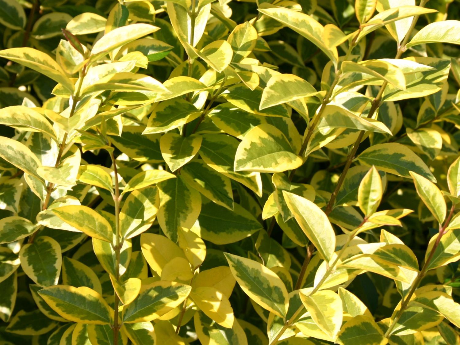 Goldliguster &amp;#39;Aureum&amp;#39; - Ligustrum ovalifolium &amp;#39;Aureum&amp;#39; - Baumschule ...