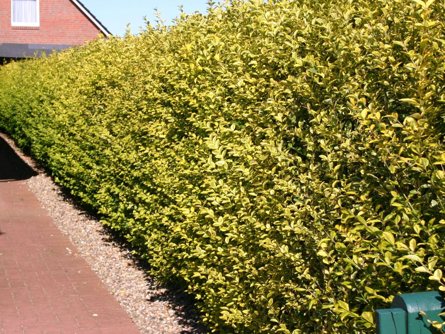 Goldliguster Aureum Ligustrum Ovalifolium Baumschule.