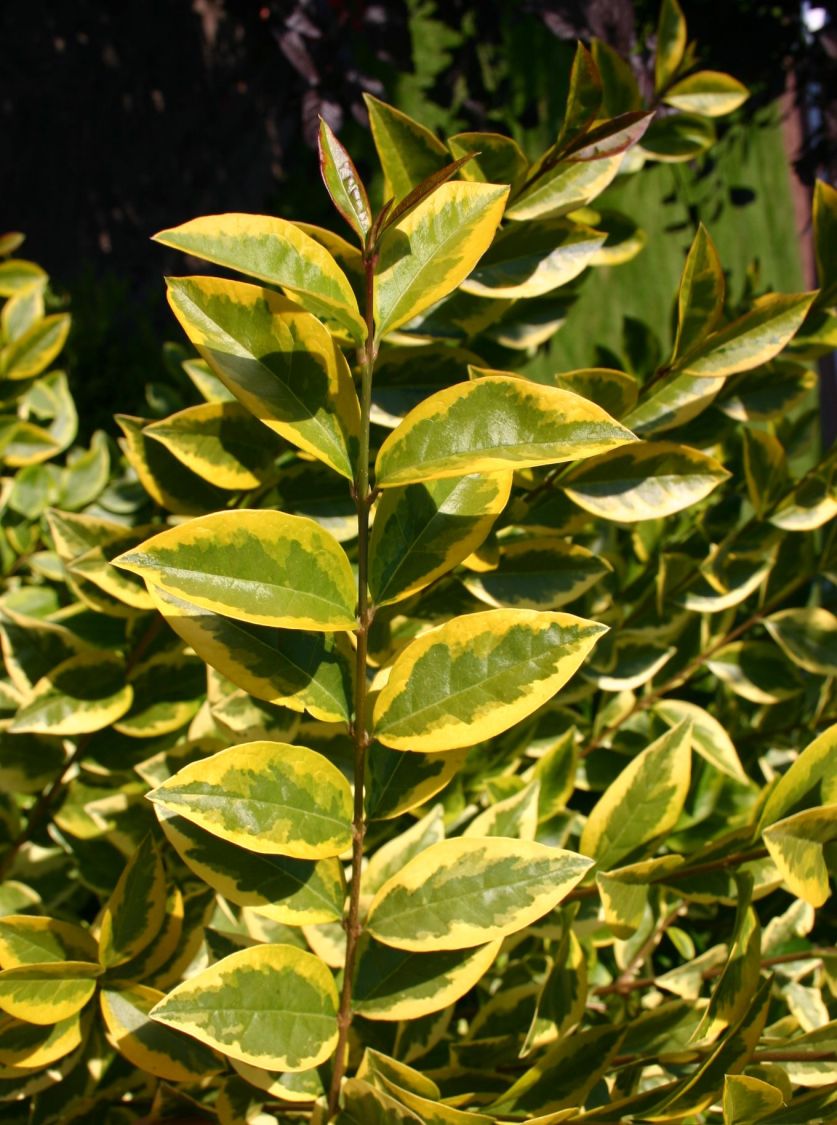 Goldliguster &amp;#39;Aureum&amp;#39; - Ligustrum ovalifolium &amp;#39;Aureum&amp;#39; - Baumschule ...