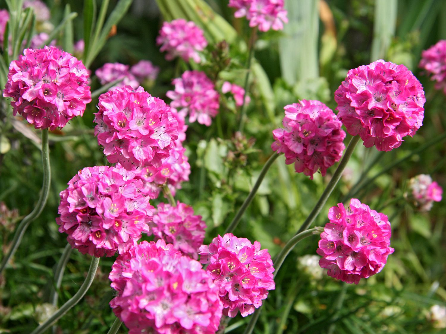 Grasnelke 'Rosea Compacta'